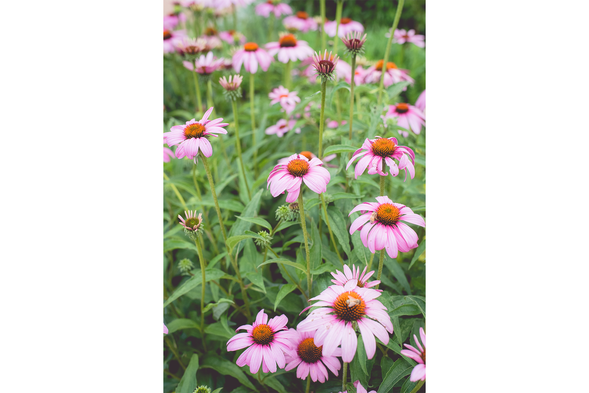 daisy_wide.png
