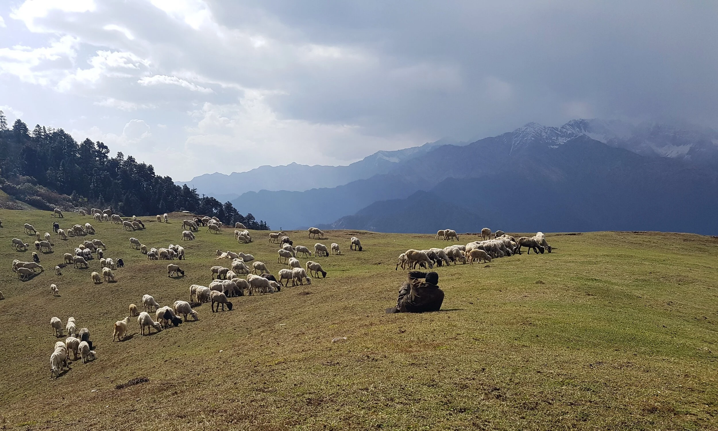 In the Footsteps of the Last Migrating Shepherds of the Indian Himalayas