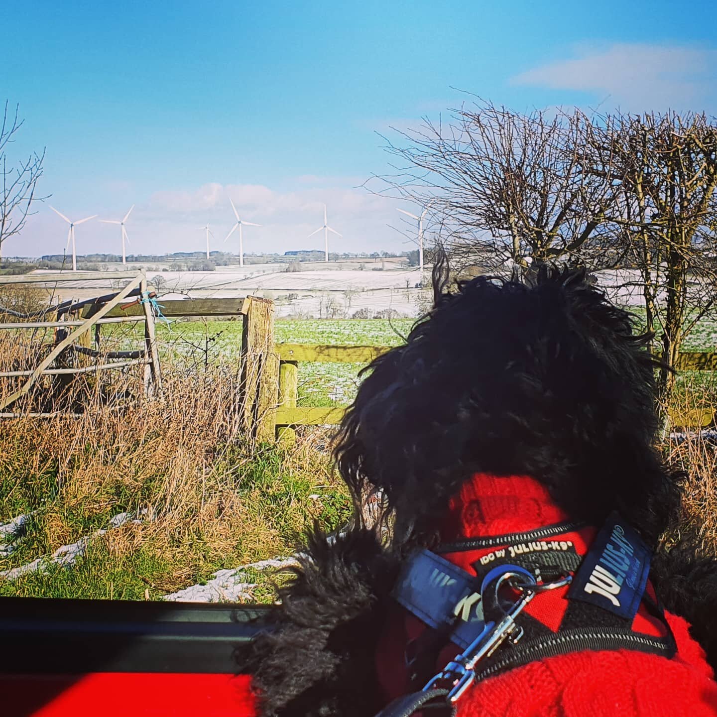 Little Luna loving the view! 🐾