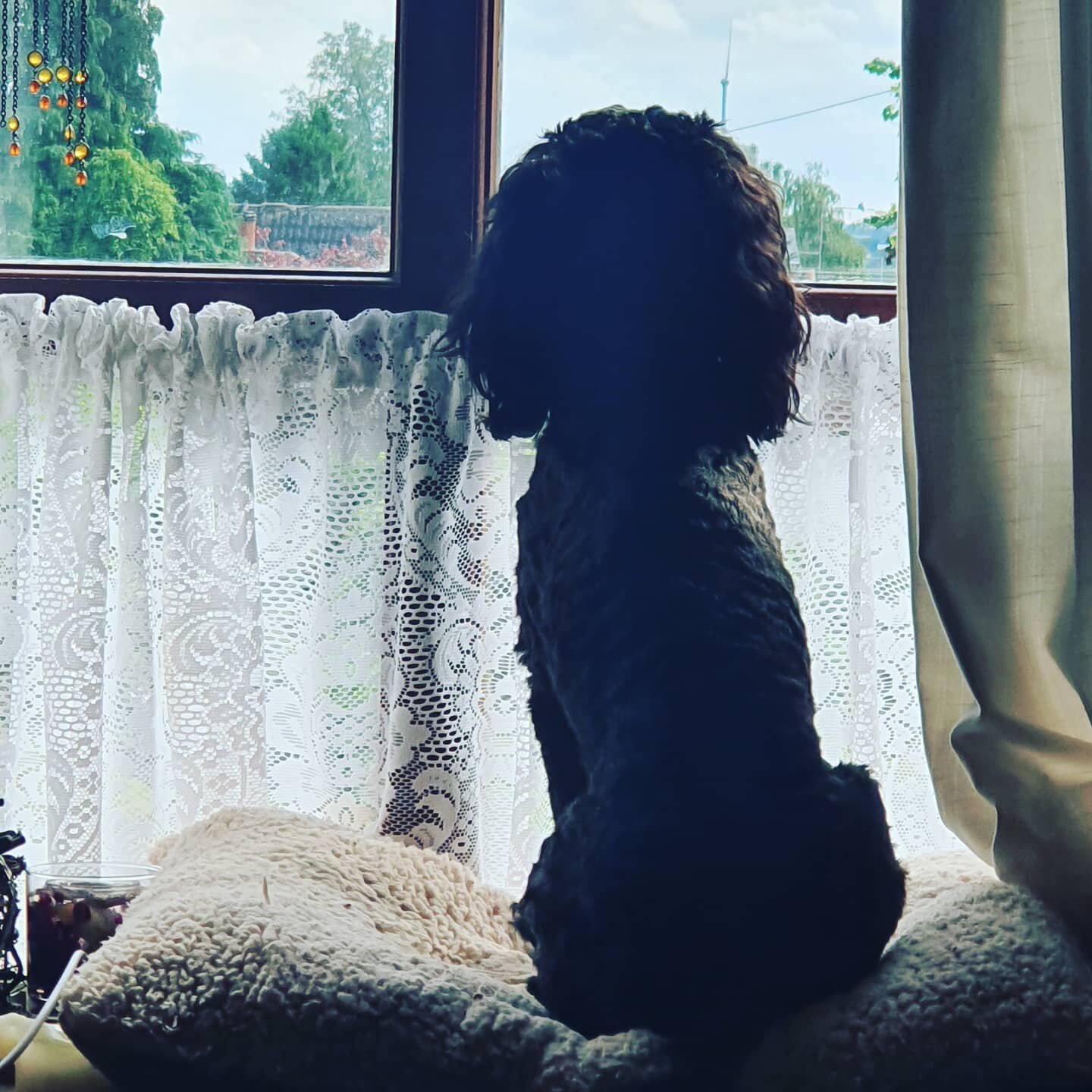 Little Luna waiting for daddy to come home! Ah my baby girl...
#ilovemydog #iloveLuna #cockapoo #cockapoosrule