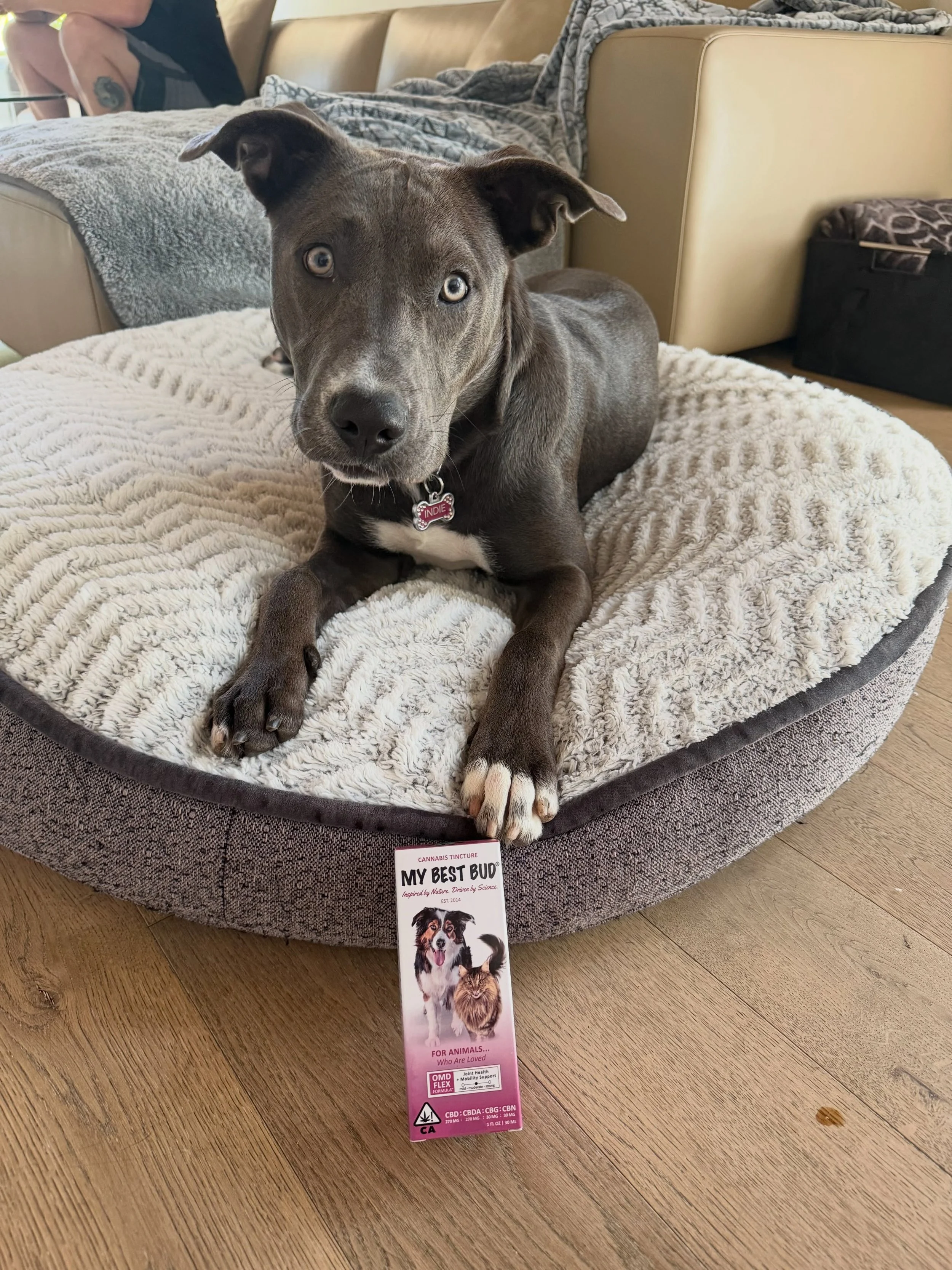 One thing I wasn&rsquo;t fully prepared for after Indie&rsquo;s spay surgery? Trying to keep a 50 lb pittie puppy with absolutely zero chill calm while she healed. 😅

(Even though she fully believed she was qualified to perform aerial stunts off the
