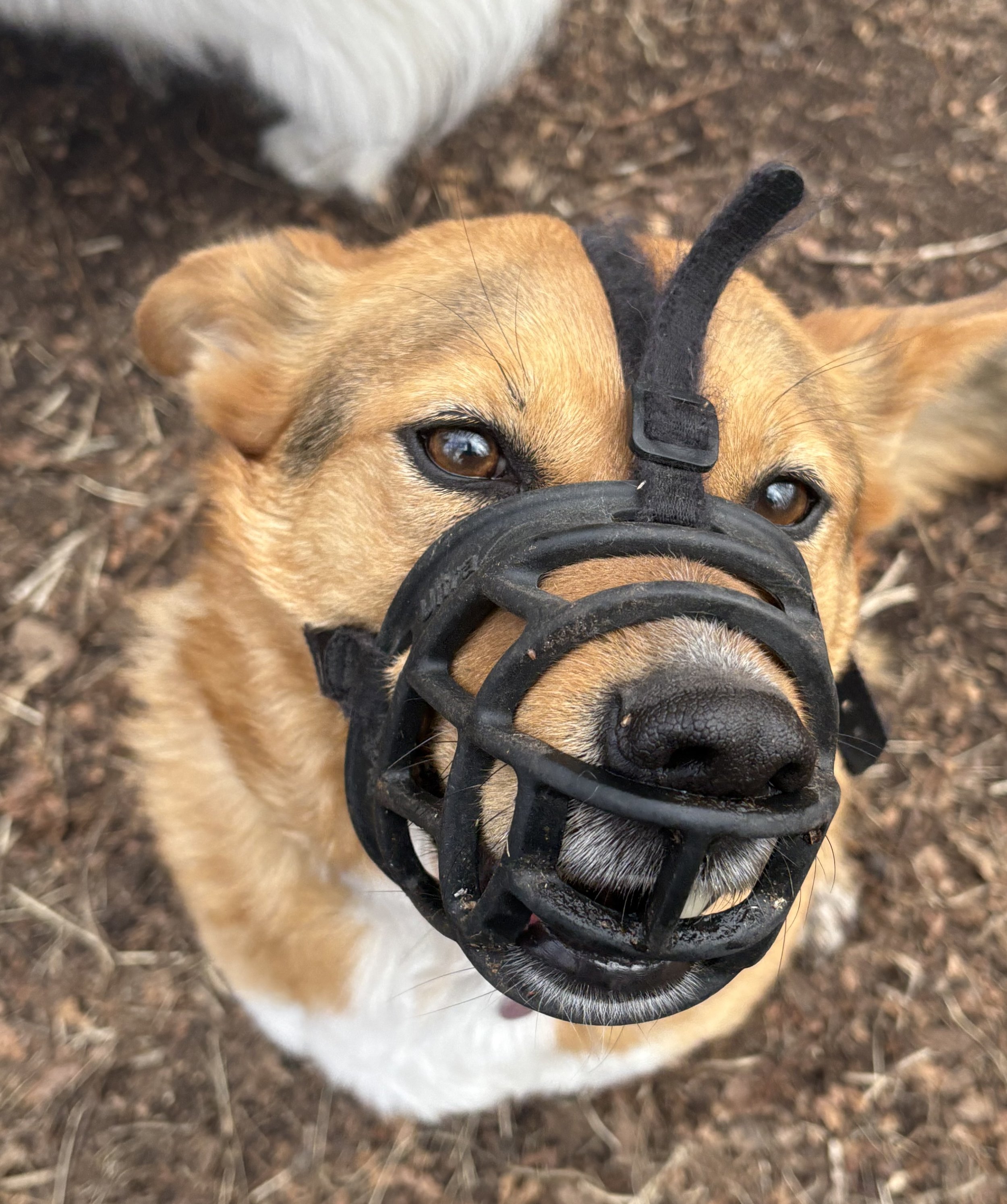 Monique is an absolute sweetheart who wears a muzzle because she doesn't react well to other dogs sniffing her behind