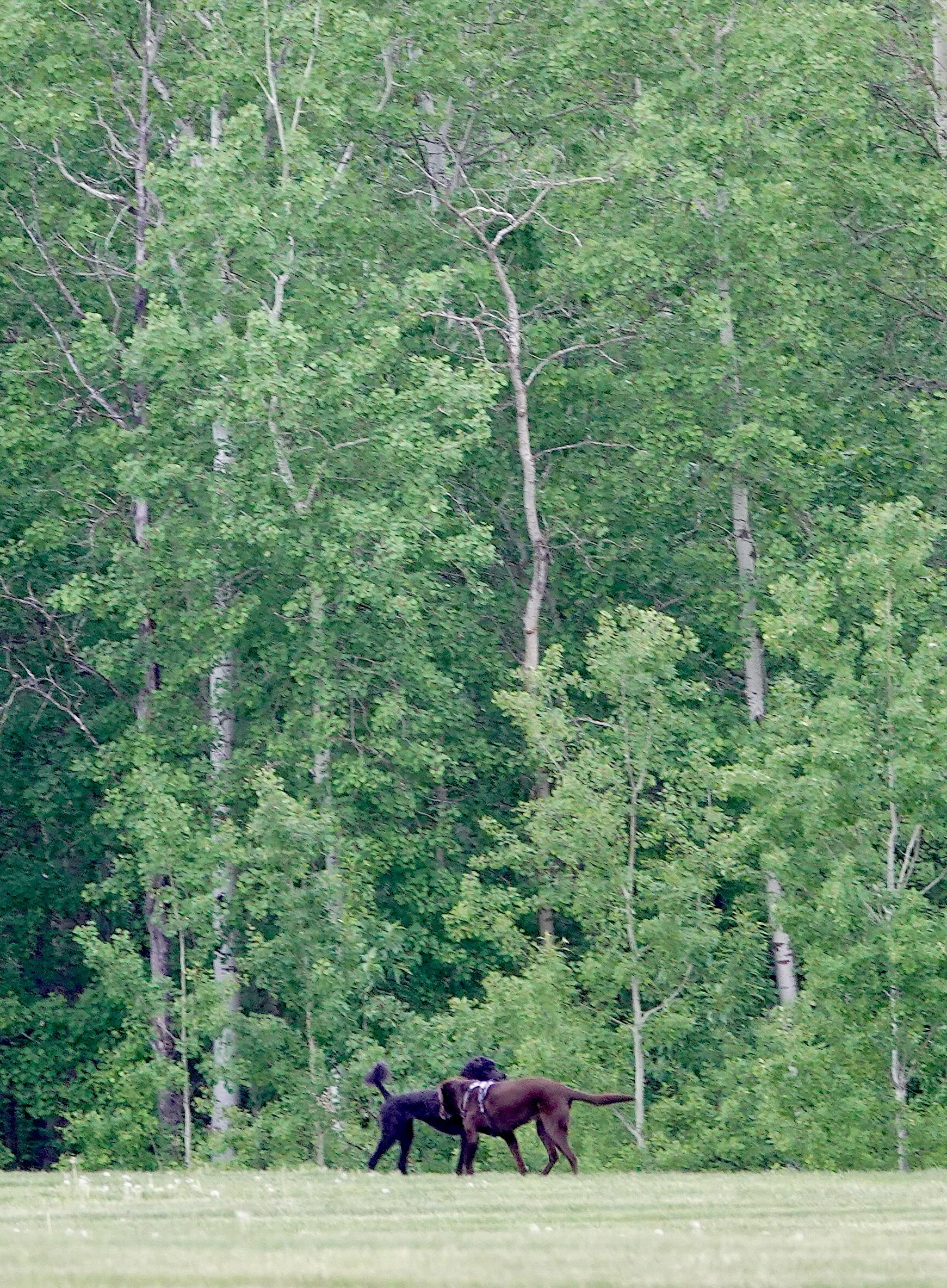 For some reason this zoom shot makes me think of a medieval tapestry.