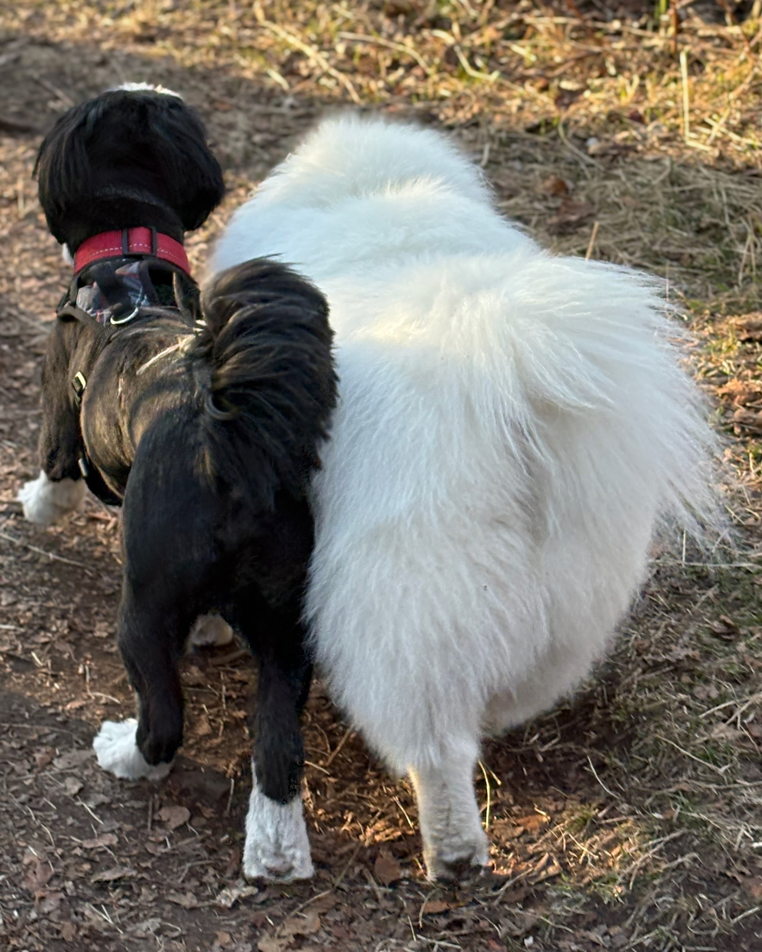 Sam & Eli