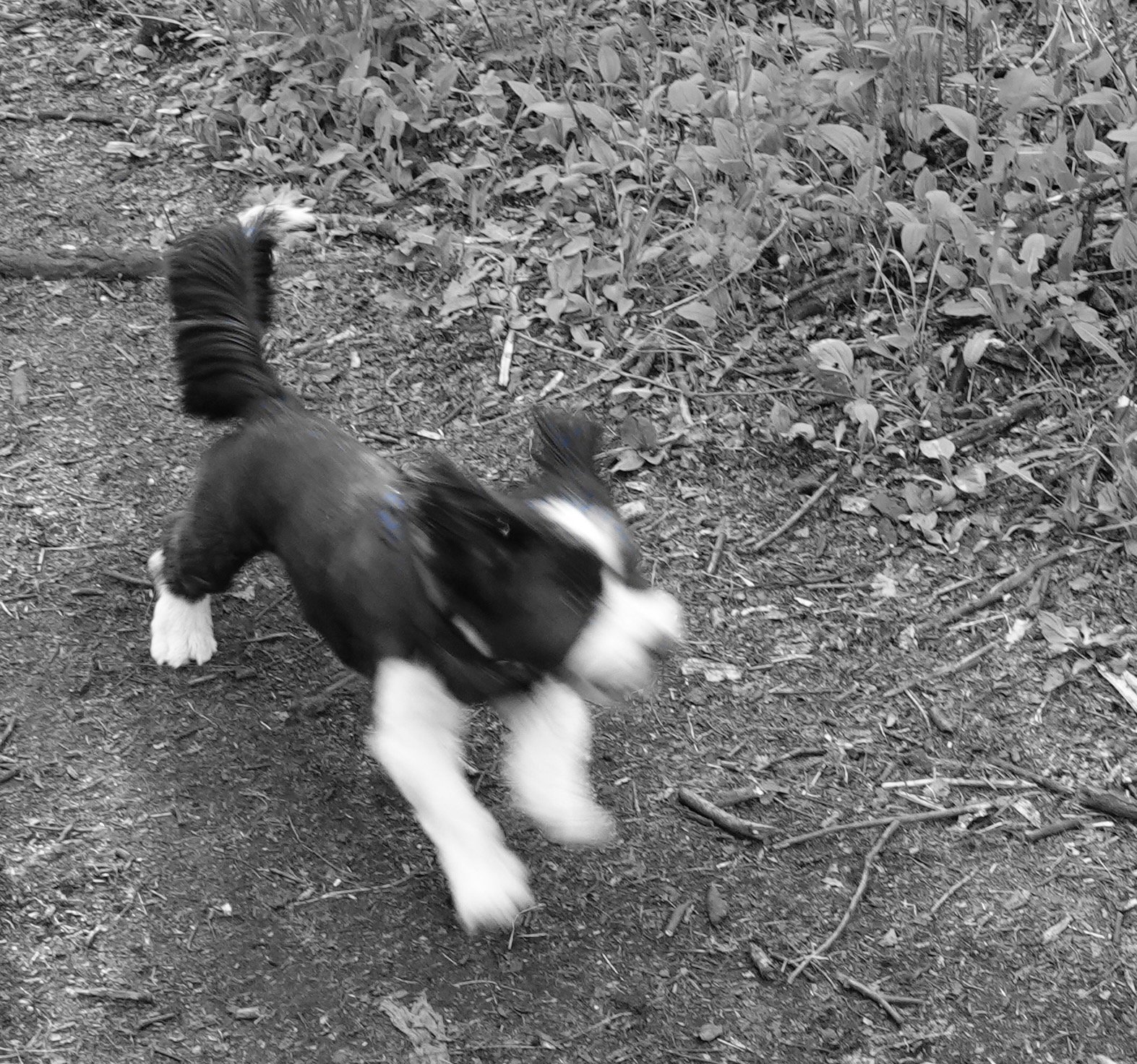 Sometimes a blur captures the moment best