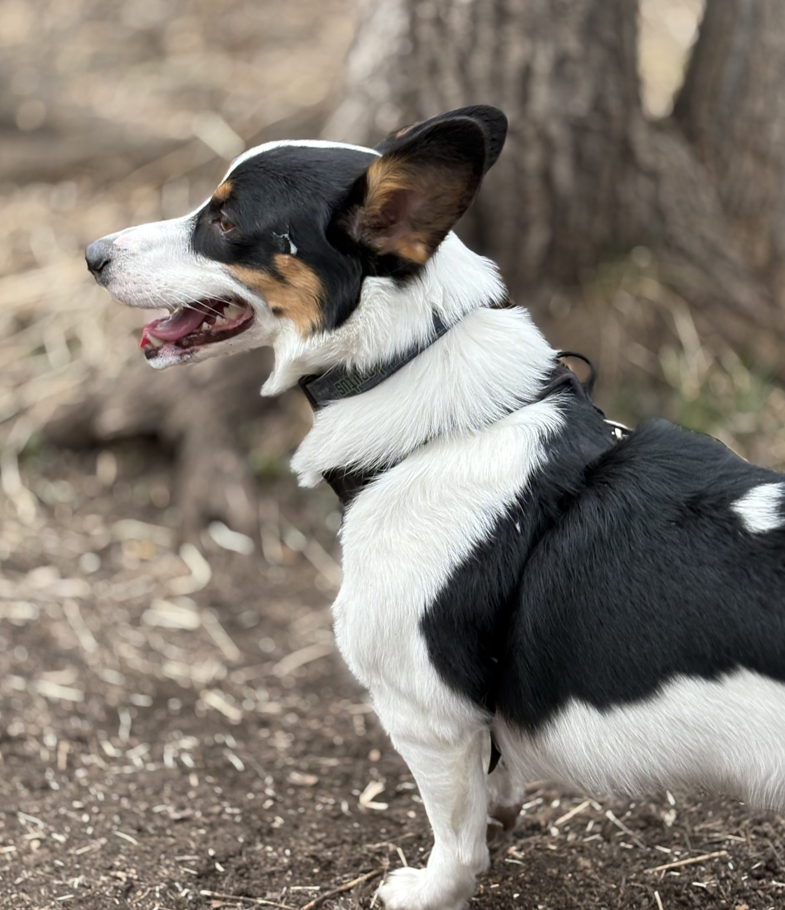 Locutus of Borgi, a border collie/corgi mix.