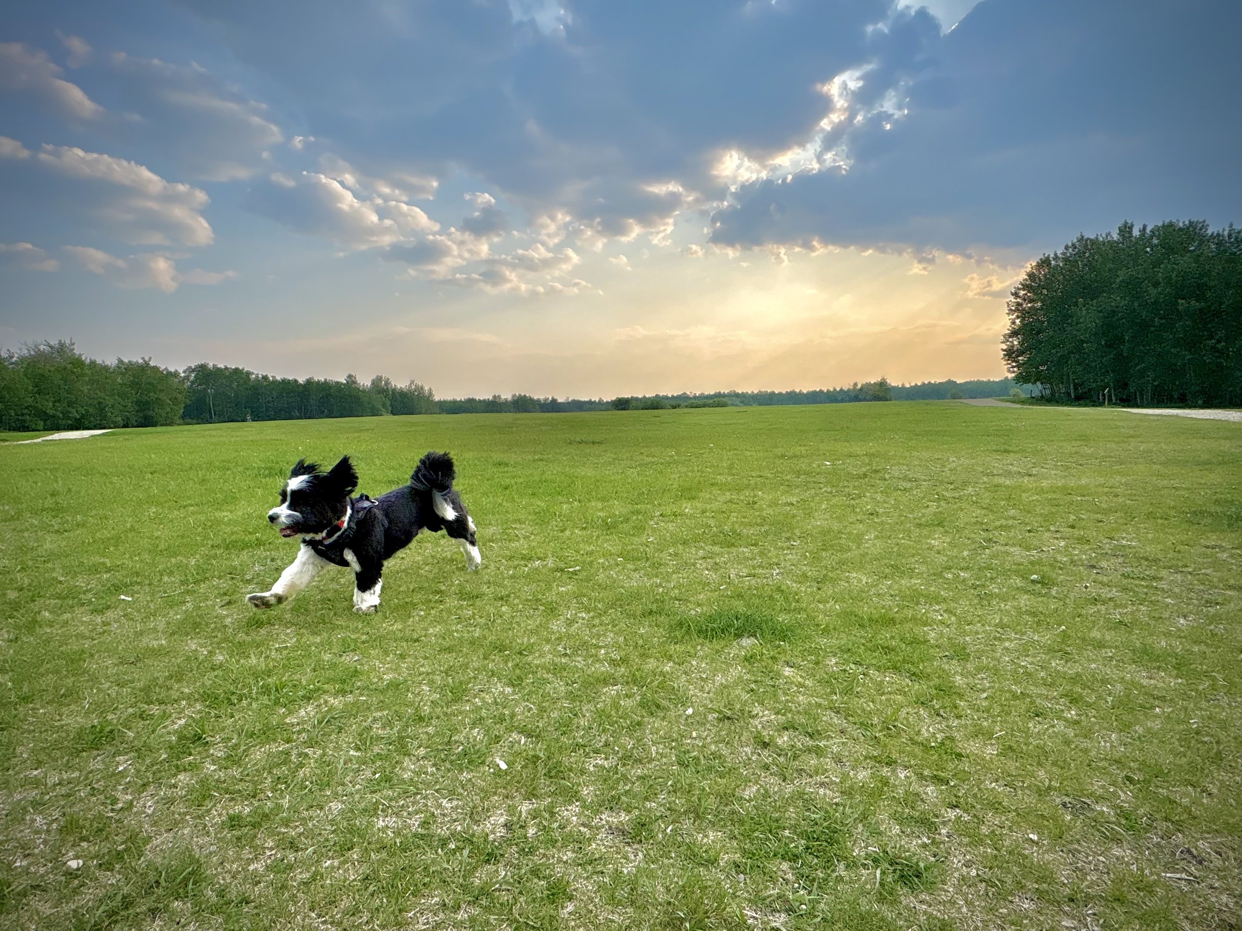 Dog heaven