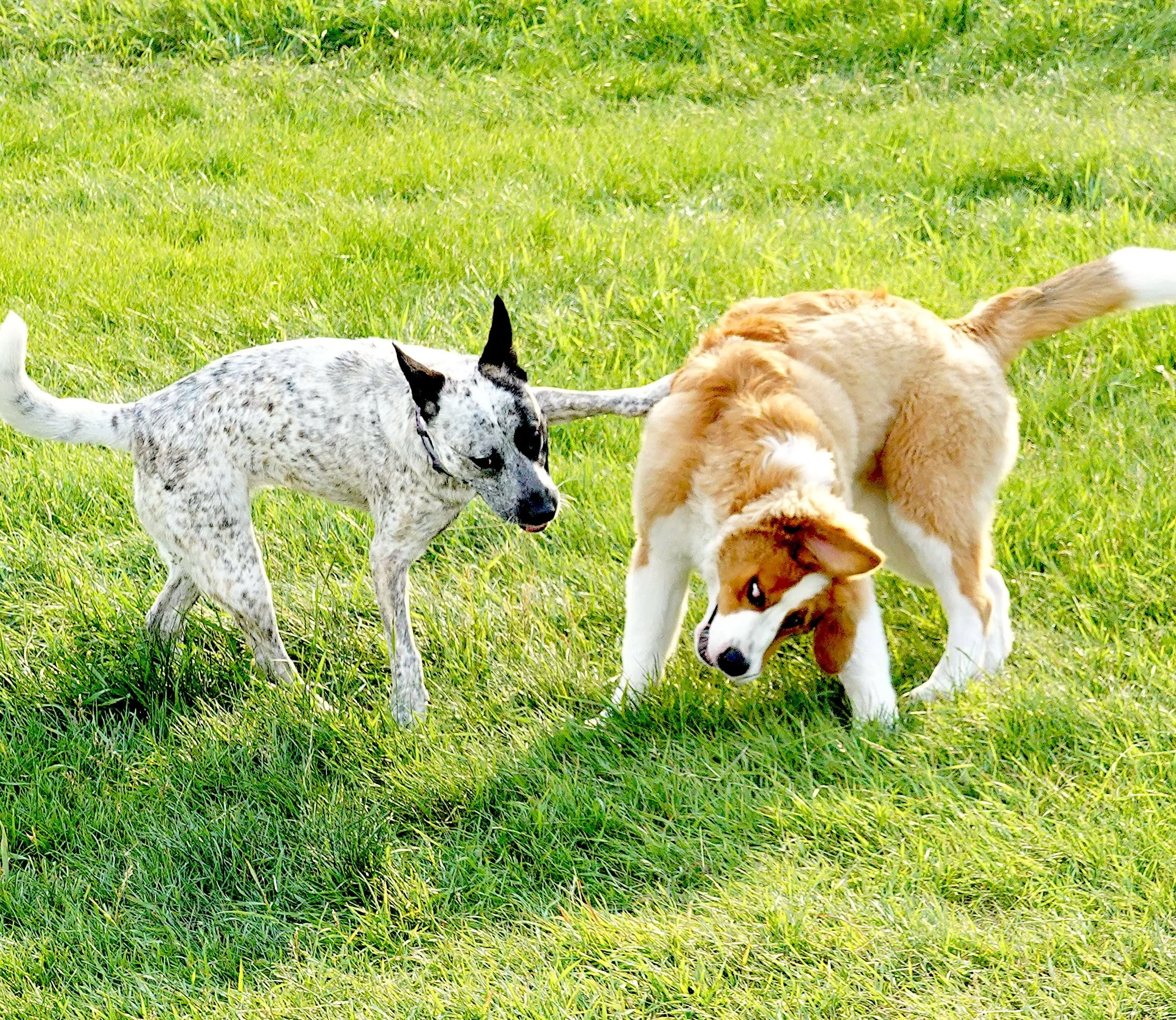 Pals