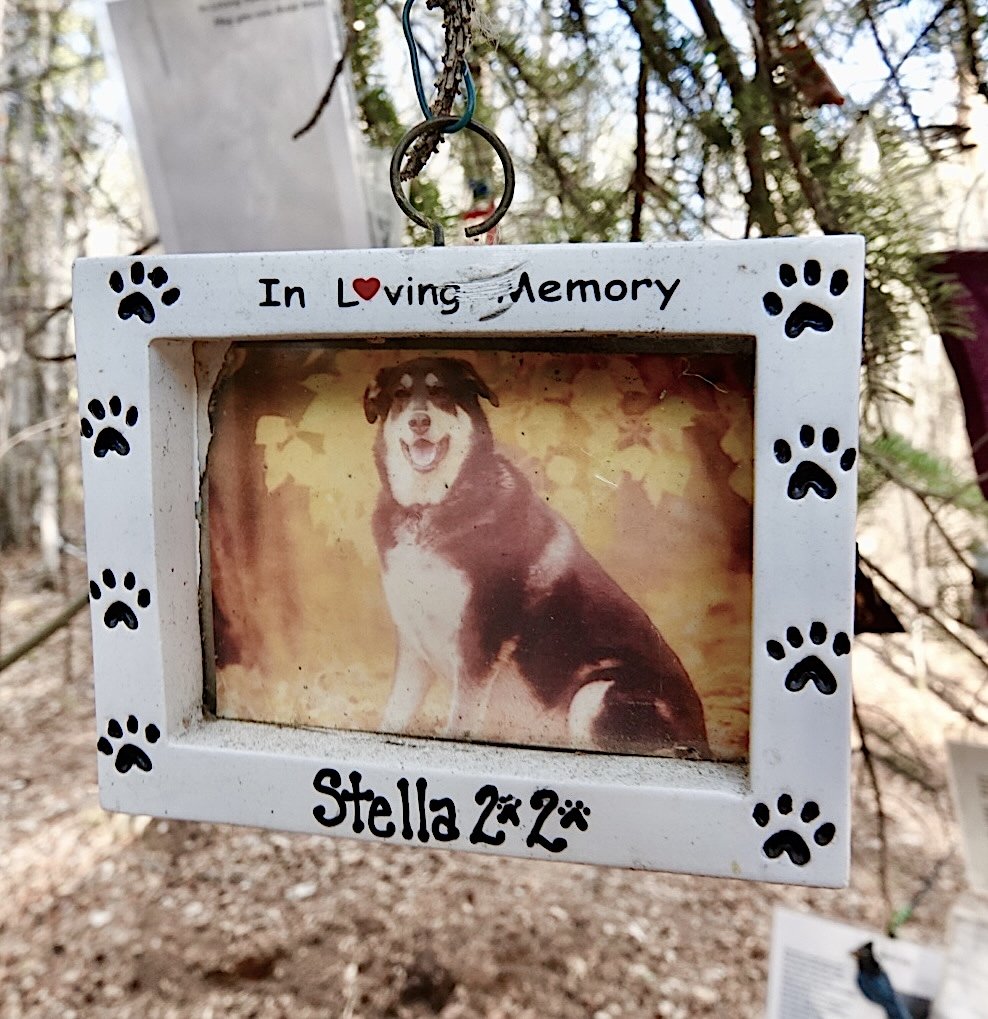 The park's memorial tree is hung with many mementos like this one