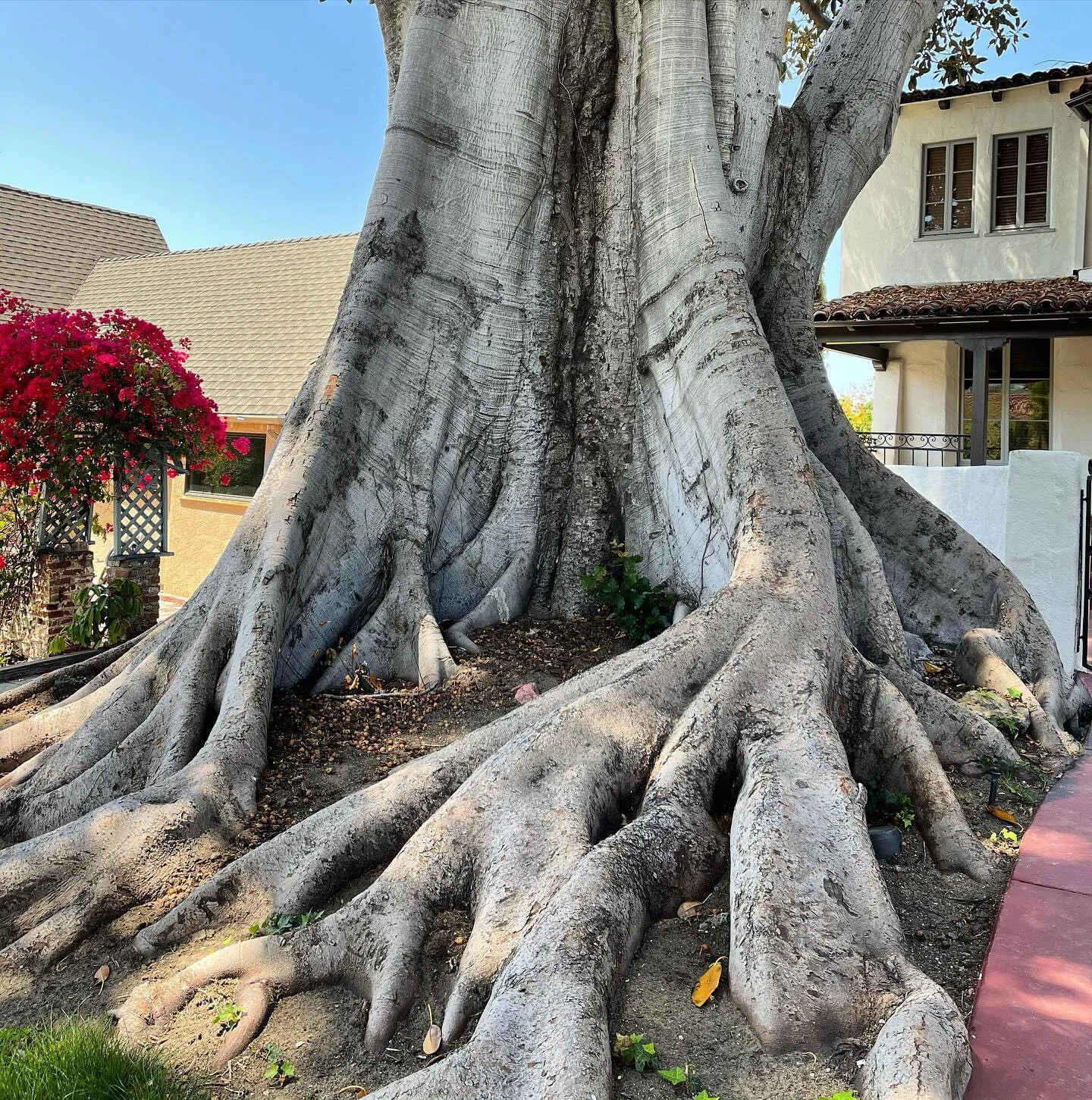 Grounding from an Elder Tree