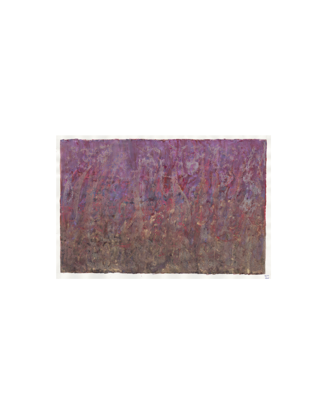 Nerines & Stachys Limited Edition Print