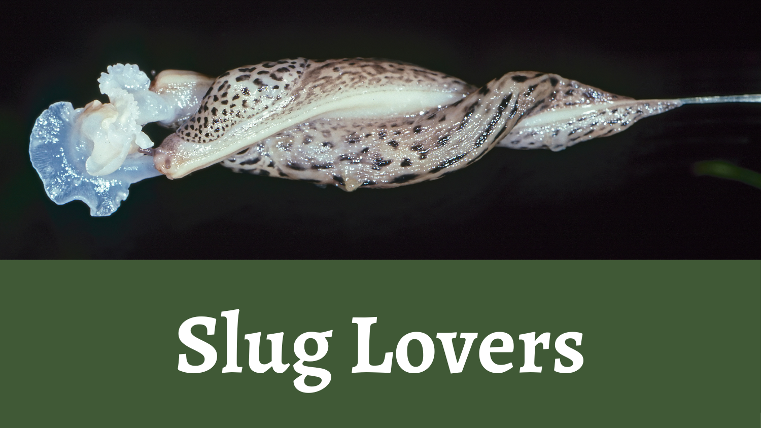 Slug Lovers