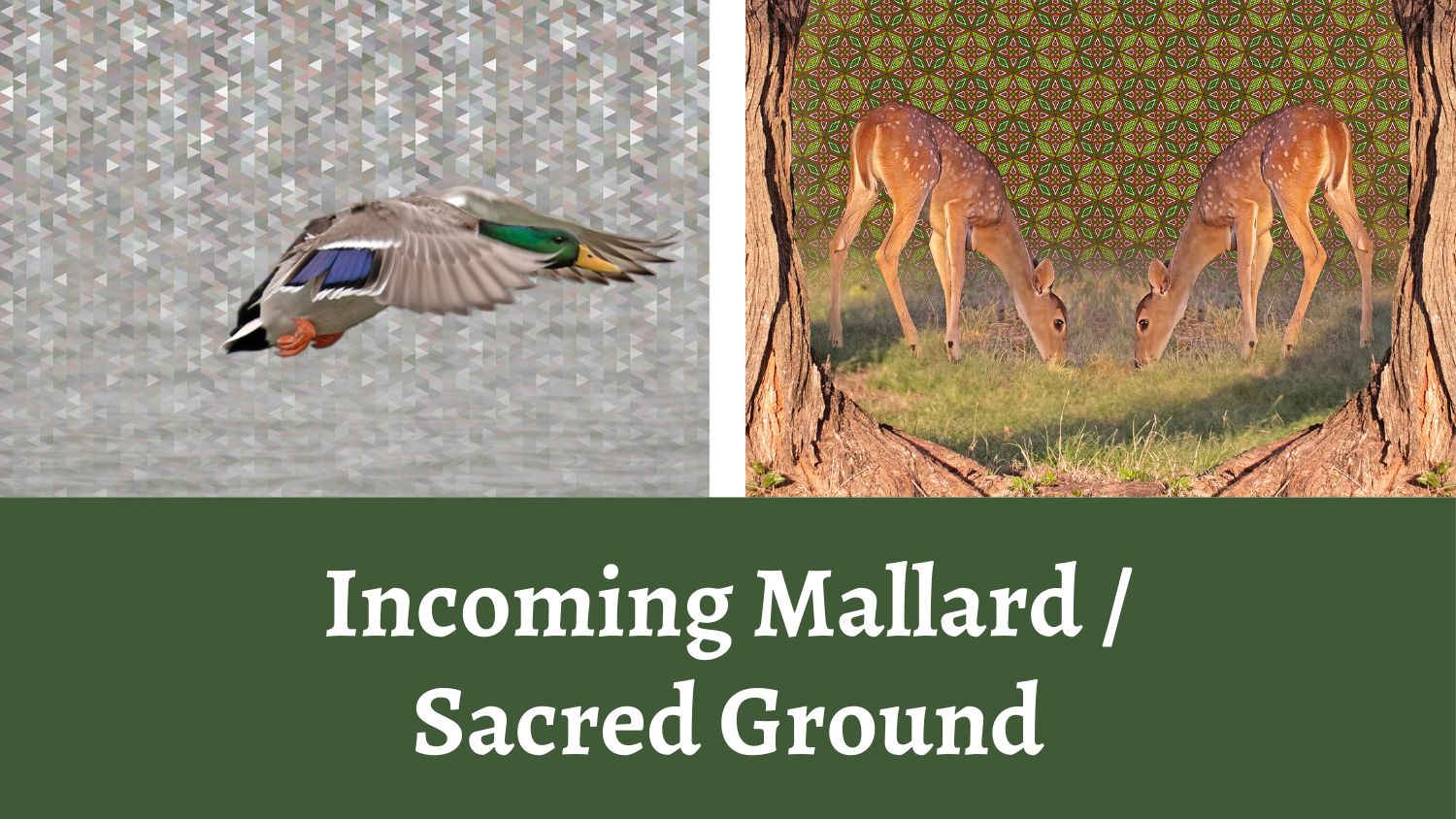 Incoming Mallard