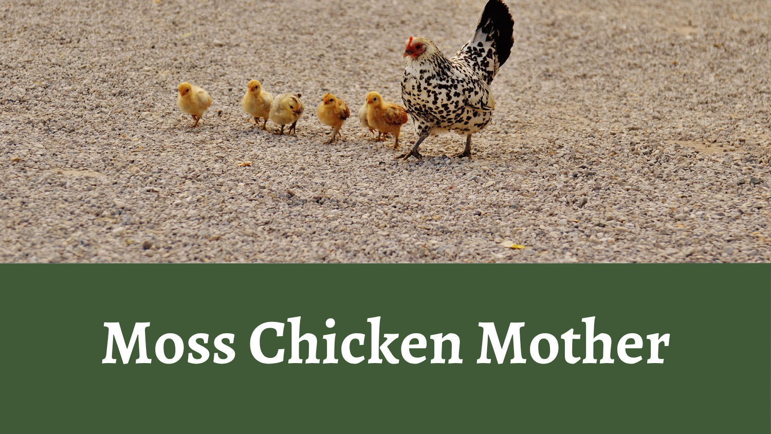 Moss Chicken Mother