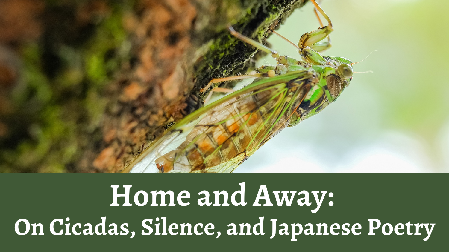 Home and Away: On Cicadas, Silence, and Japanese Poetry