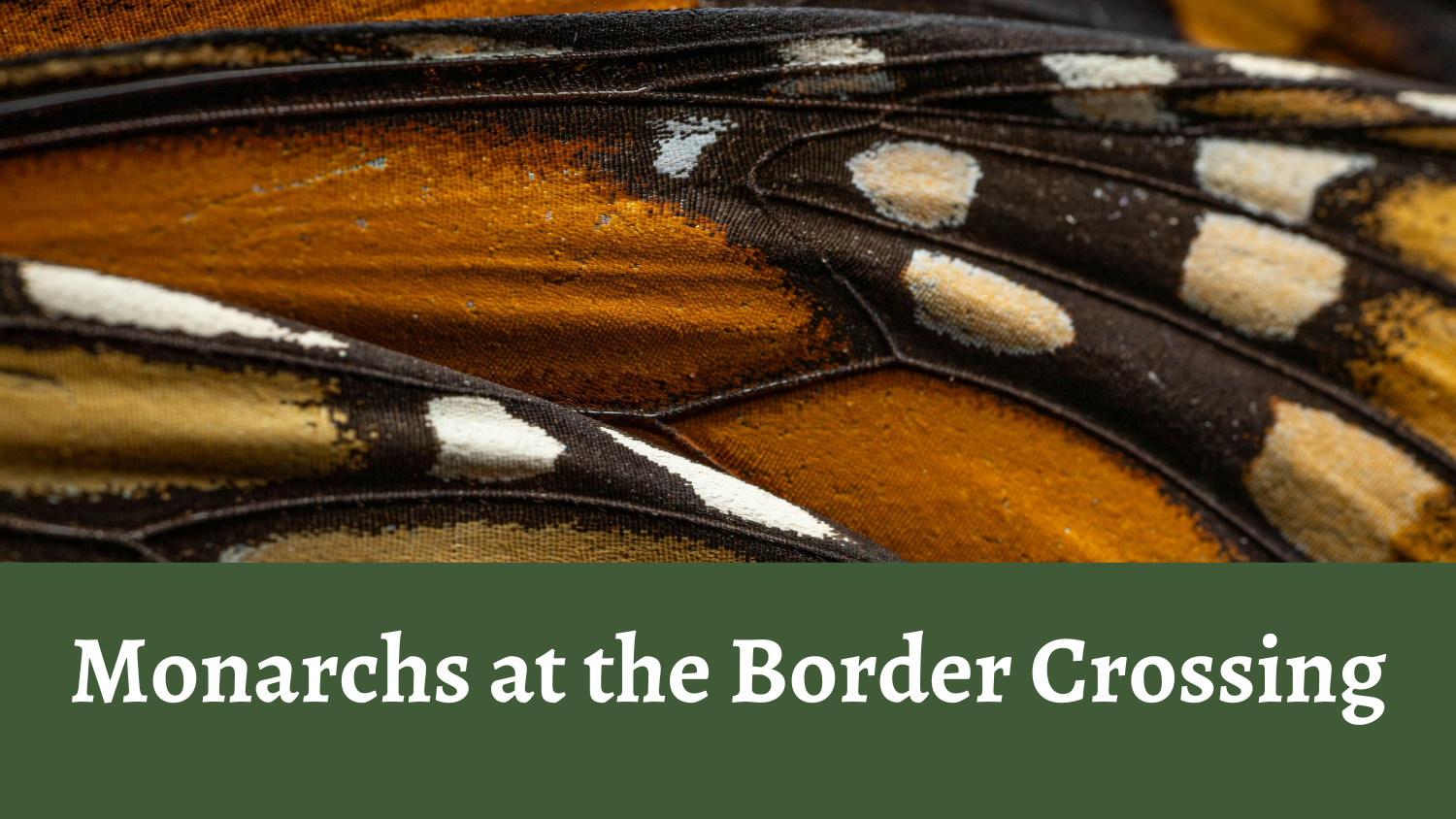 Monarchs at the Border Crossing