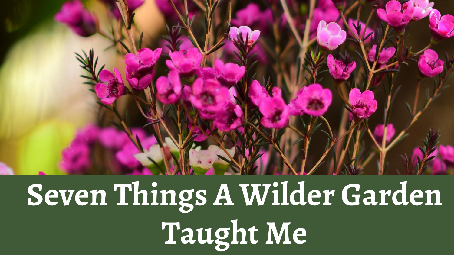 Seven Things A Wilder Garden Taught Me