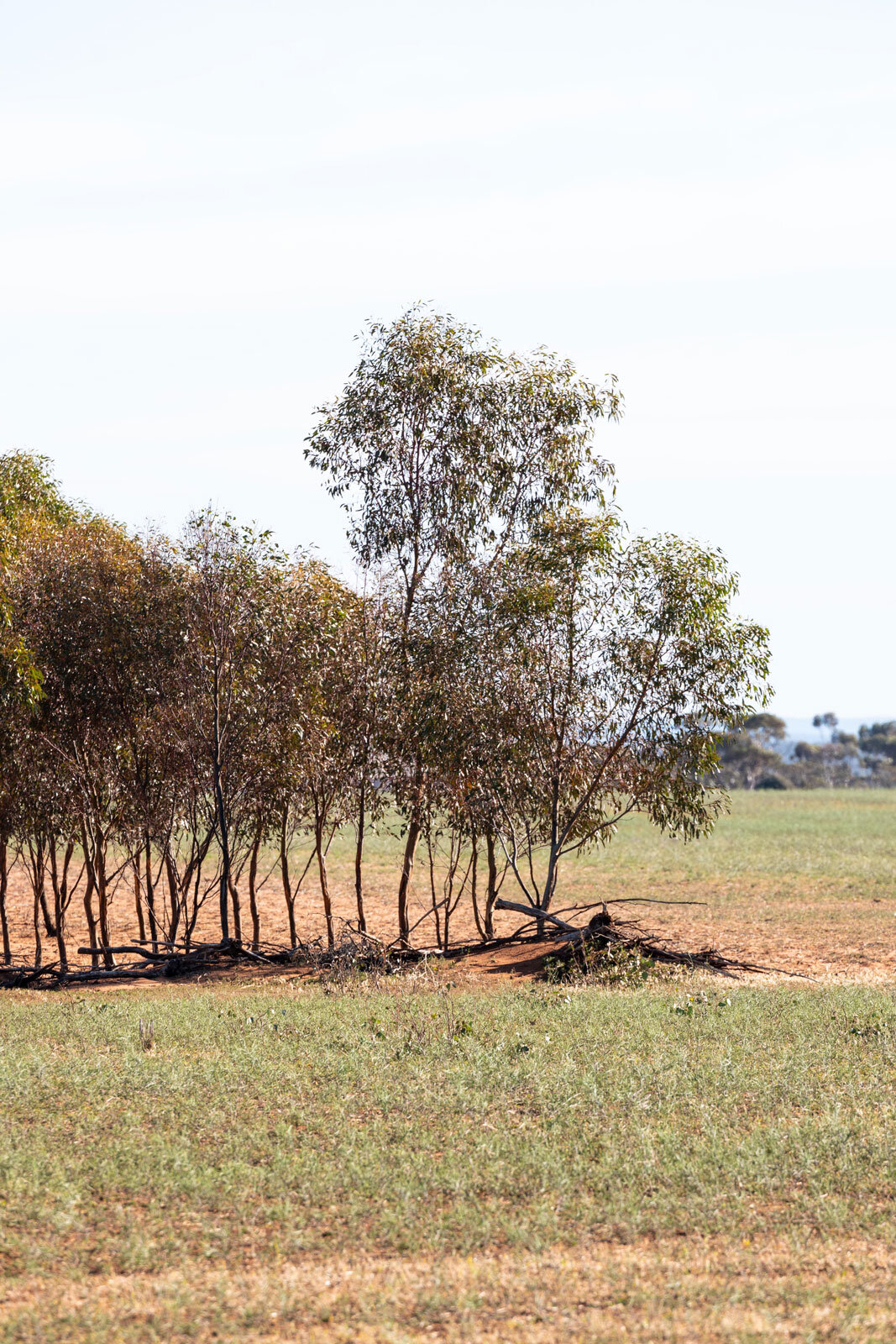 Wattle Roots About Our Wattle Grove Plantation & Eucalyptus Roots — Wattle Grove ...