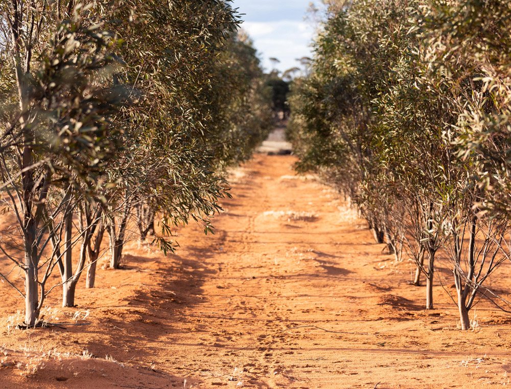 through-the-rows-view.jpg