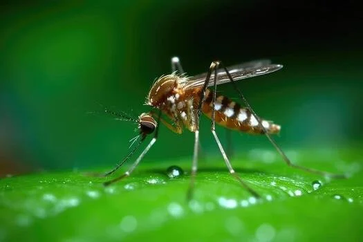 Does Eucalyptus Oil Repel Mosquitoes? What Science Says