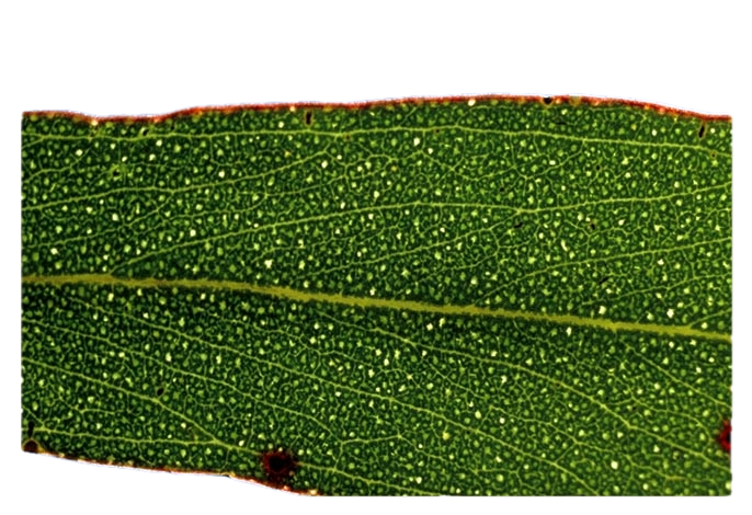 How to Spot Fake or Diluted Eucalyptus Oil | Buyer’s Guide