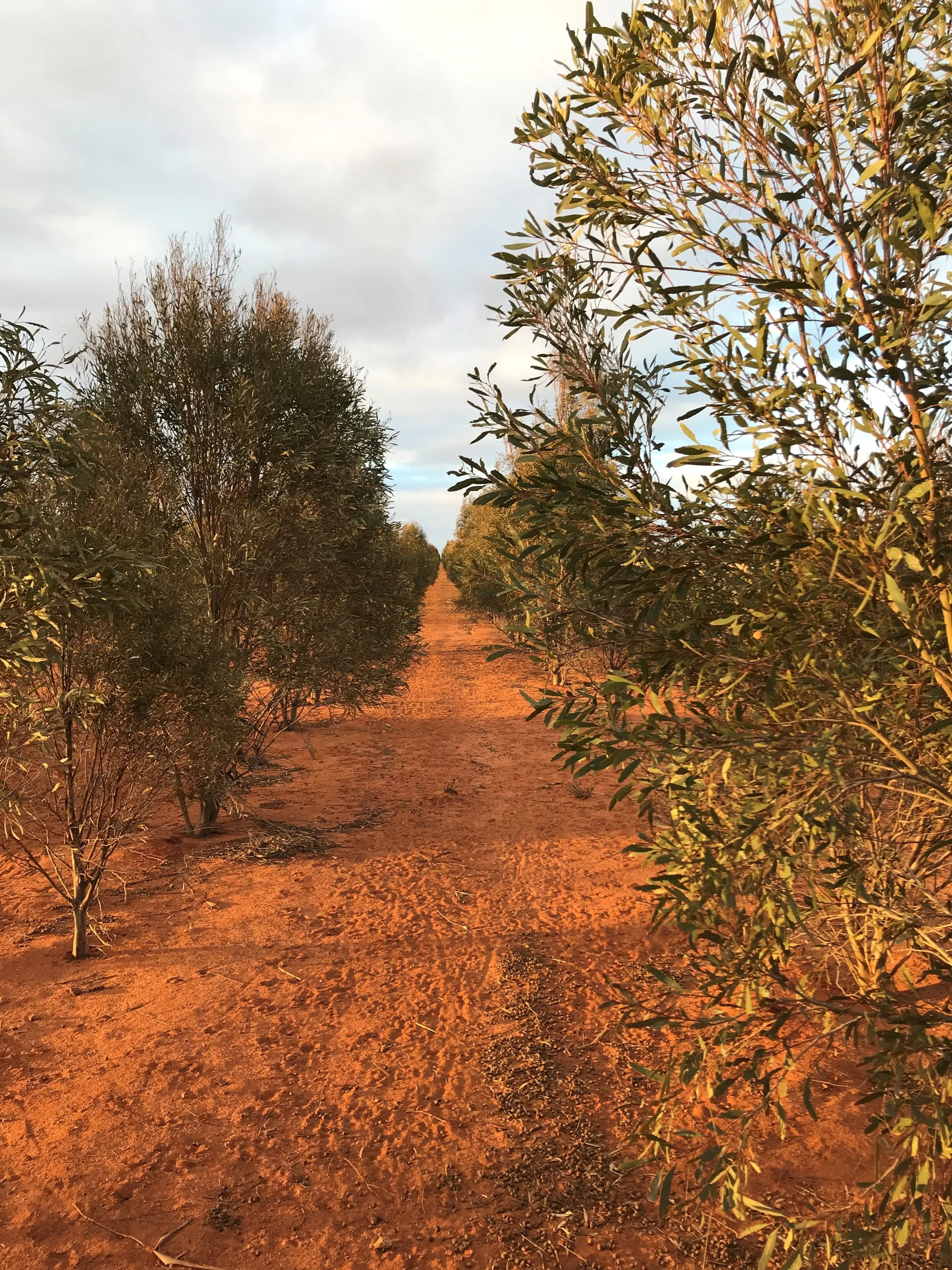 Australian Made Essential Oils: Why Quality Matters