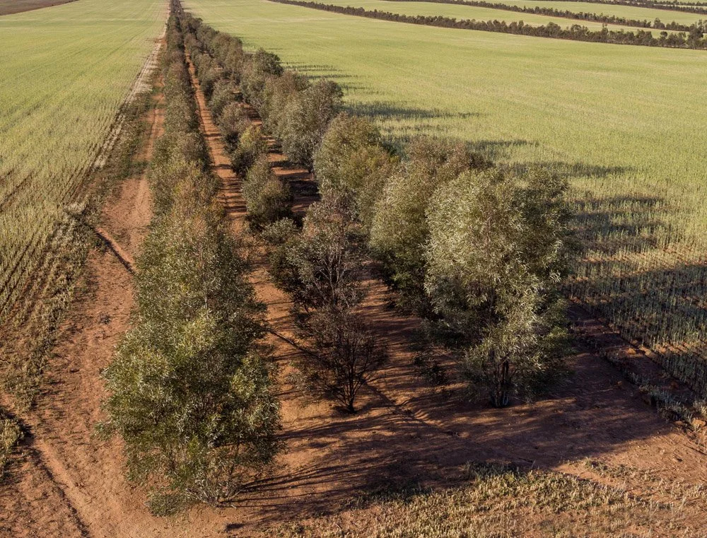 From Leaf to Bottle: How Australian Eucalyptus Oil Is Made
