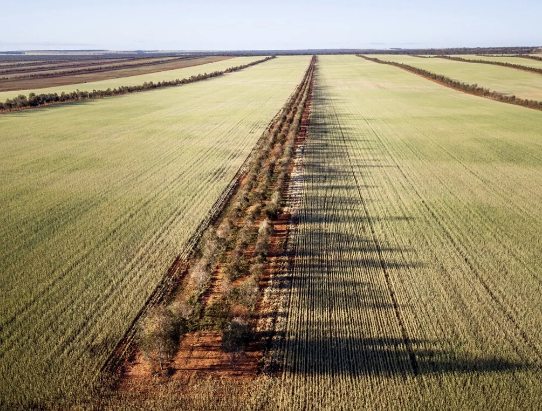 Blue Mallee vs Globulus: Which Eucalyptus Oil Are You Actually Buying?