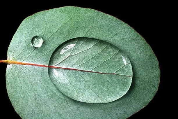 Eucalyptus Oil