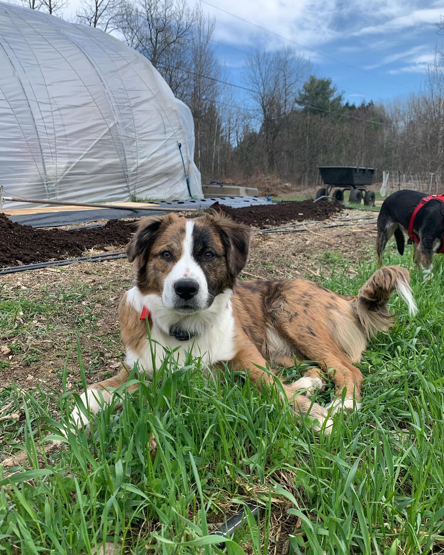 Real nice spring vibes earlier this week ☀️ 

#howmanydogpicsistoomanydogpics #vermontfarm #newfarmers #springonthefarm