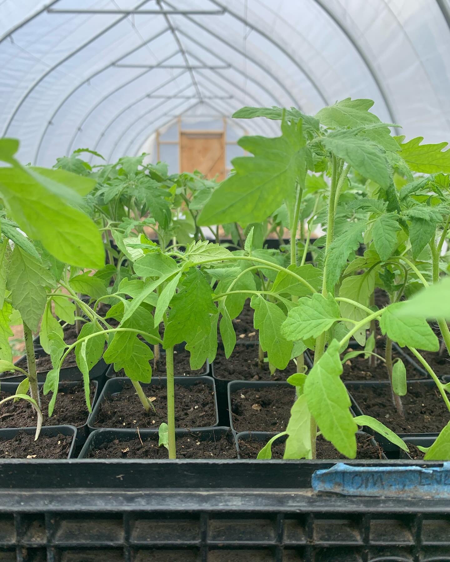 Stuff is growing growing growing inside and out. We have tomatoes (thanks JSF for starting those buggers for us) freshly potted up, peppers almost ready for potting up, kale, onions, and of course the resident valerian in the hoop house. Spring beaut