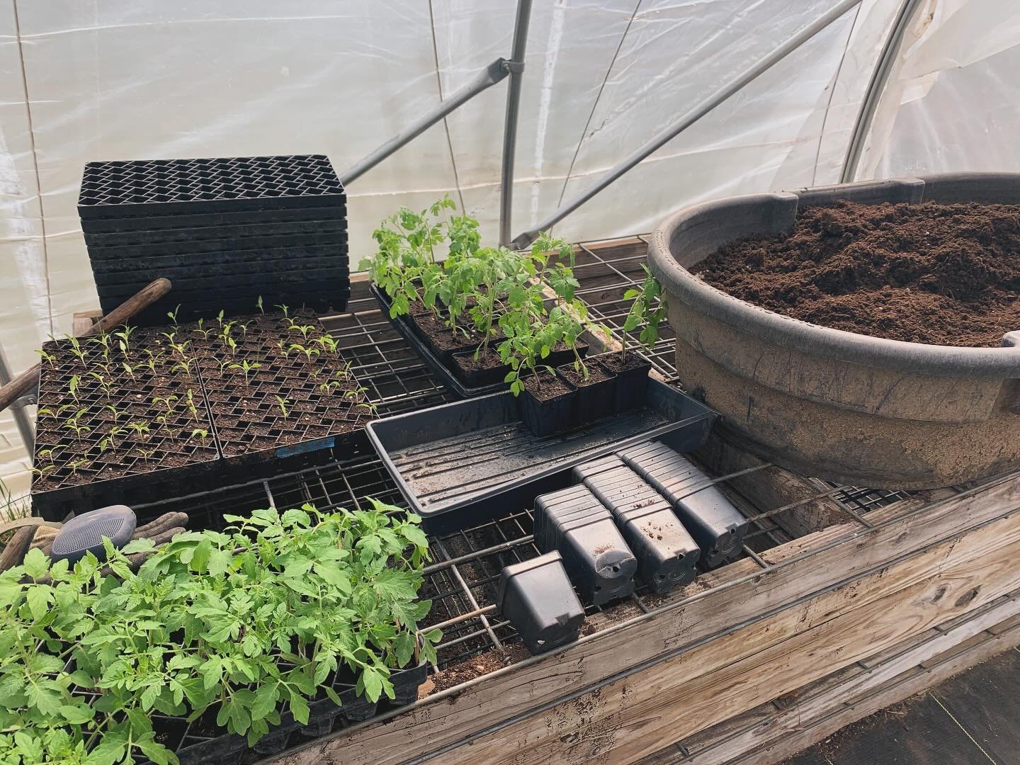 Potted up 50 cherry tomatoes and 150 picnic peppers on this gorgeous spring day. It won&rsquo;t be long until these babies are transplanted and producing fooooood 😇

#vermontfarm #pottingup #organicveggies #organictomatoes #organicpeppers #newfarmer