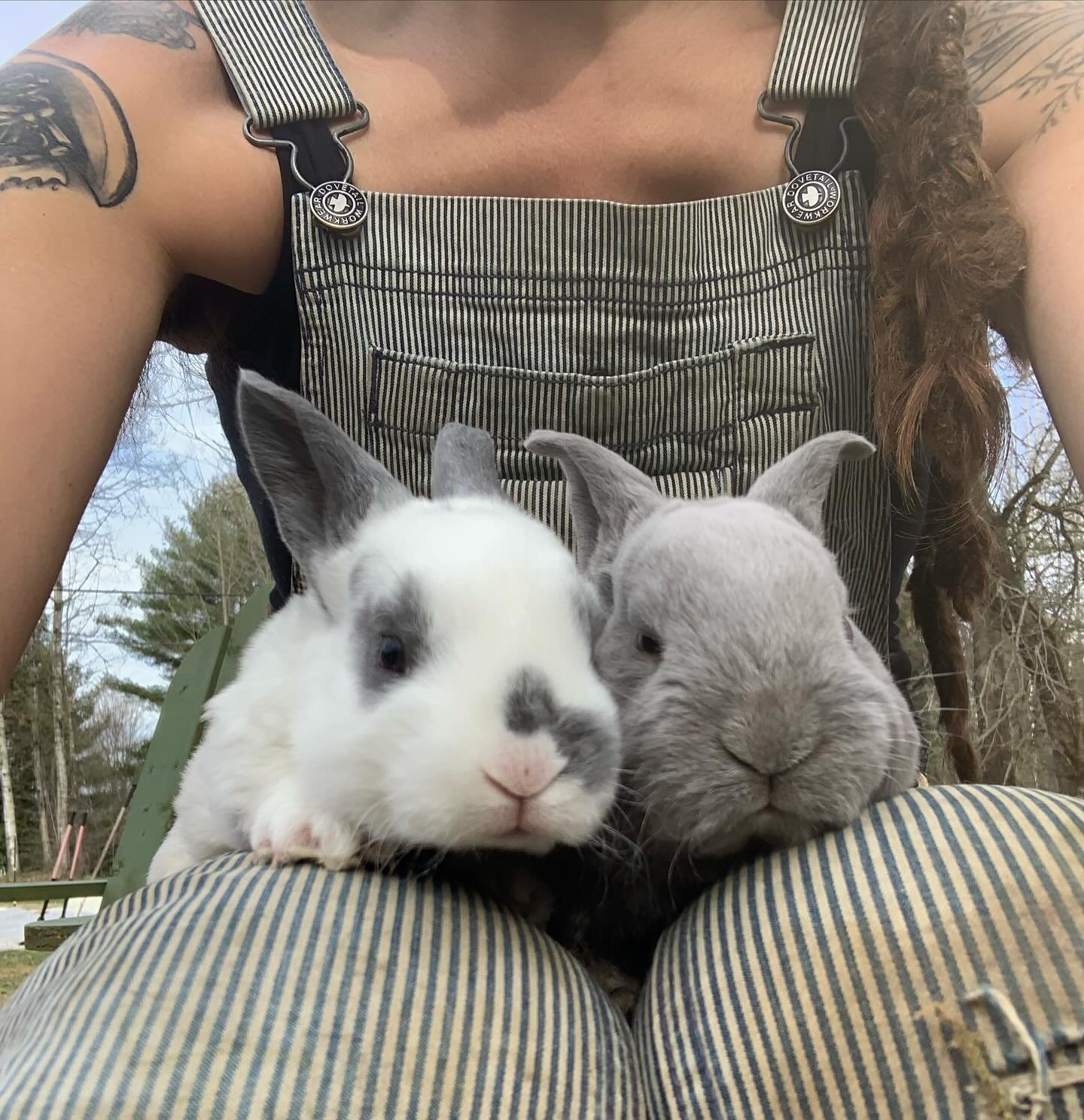 At almost four weeks old, these snuggle muffins are my favorite age. We have some full Rex (first photo) and some New Zealand / Rex crosses (second and third photos) in our &ldquo;fluffle&rdquo;. Yeah, a group of rabbits is so appropriately called a 