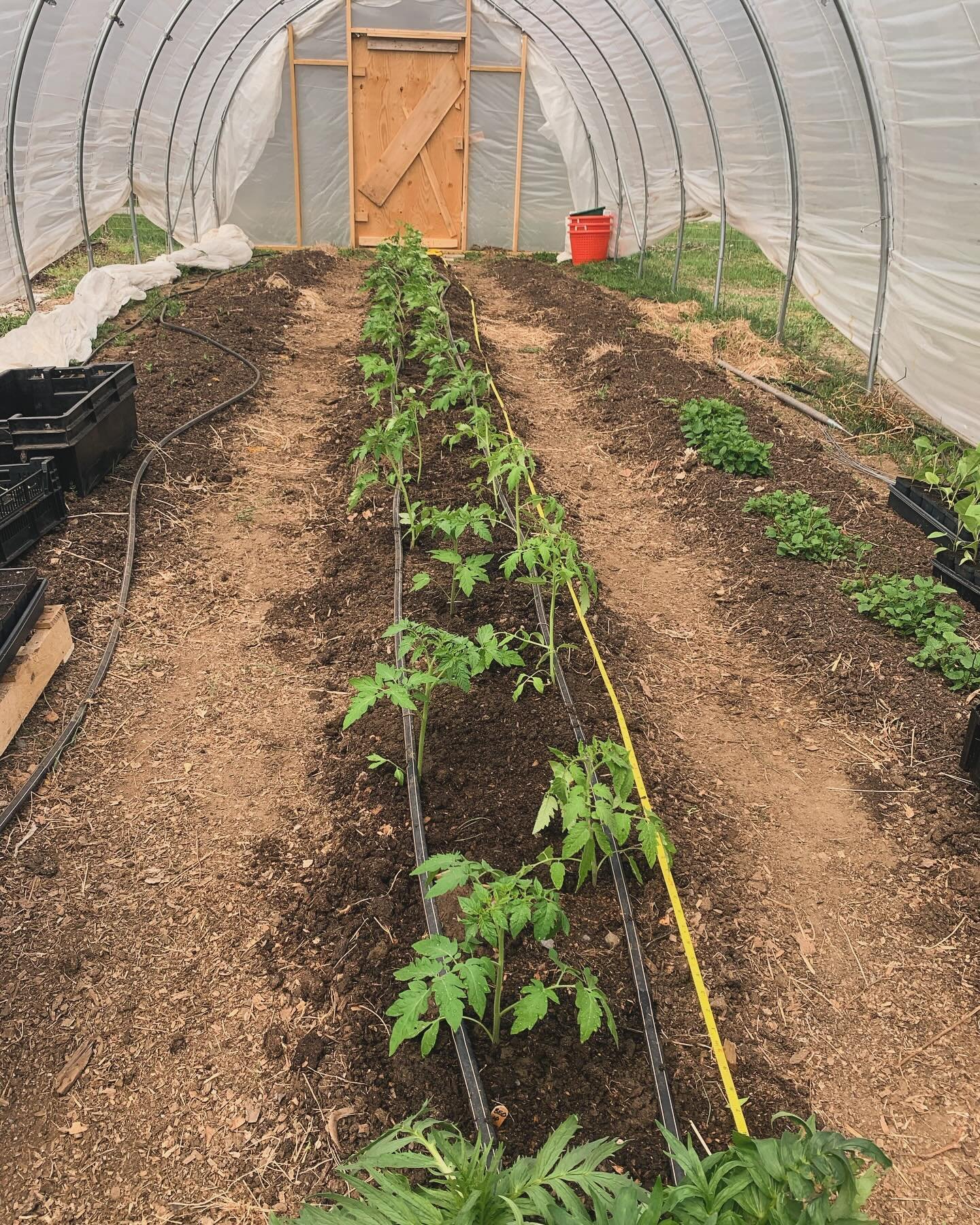 One bed of tomatoes in! 😬 I hope it&rsquo;s not too early 😬

This is the earliest we&rsquo;ve transplanted toms in the very unheated hoop house. The forecast looks fine but I keep thinking about last year&rsquo;s May frost that killed a few beds in