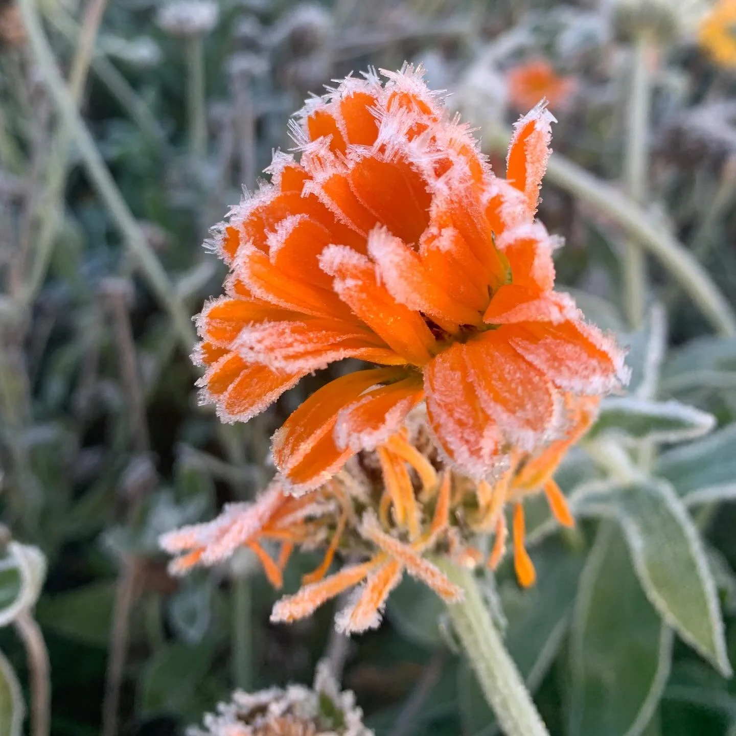 Hard frost last night. Wicked hard. 

So hard, tomatoes are DONE! Find the last, absolute last, pints of cherries in our farmstand and at @westfordprovisions 

WINTER IS COMING

#winteriscoming #vermontfarm #hardfrost #frostymorning #vermontfarmers