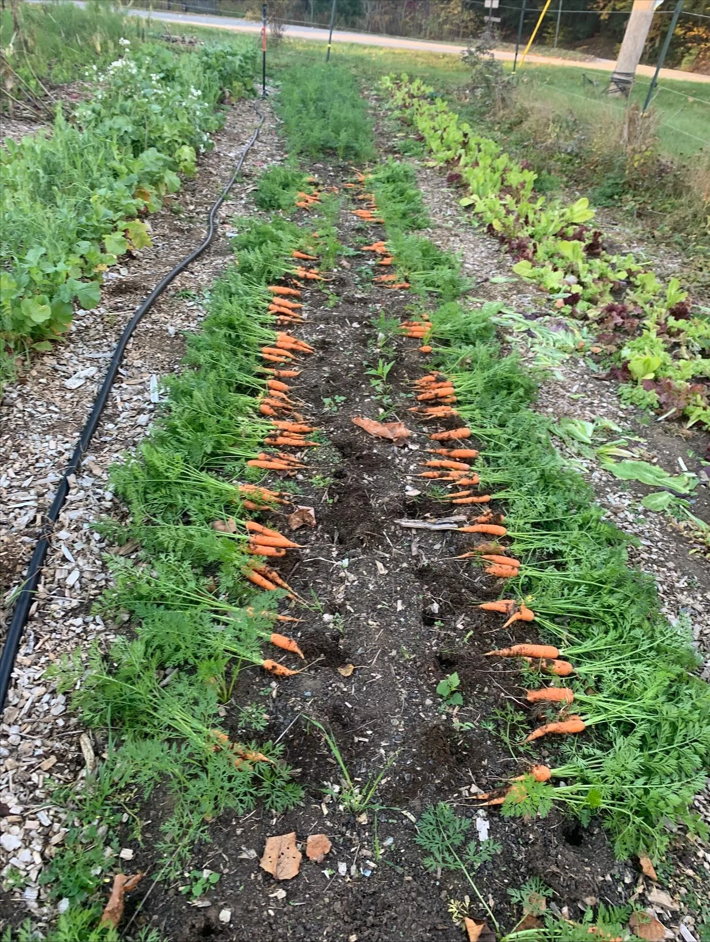 Carrots are in the farmstand and they are the sweetest this season! Come get &lsquo;em 🥕👩&zwj;🌾

#carrots #sweetest #vermontfarm #farminginvermont #certifiedorganic #organic #vermontfarmers #carrotsaremyfavorite