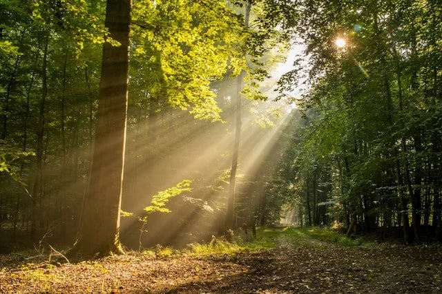 image of forest with a ray of sunlight