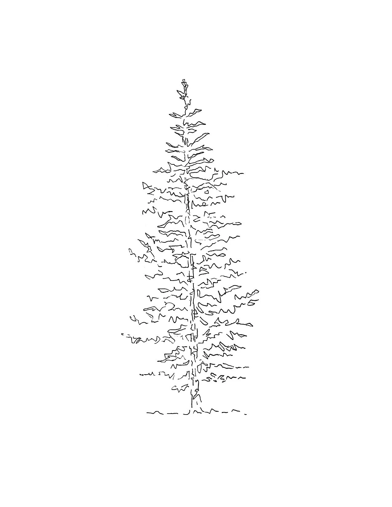 Tree Sketch