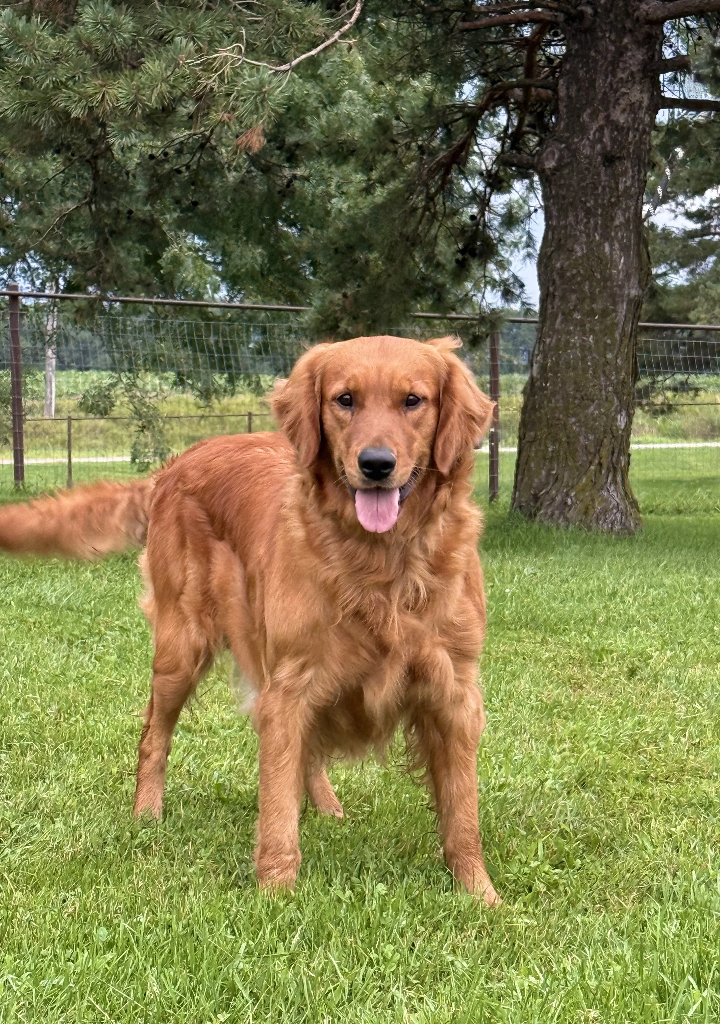 Golden retriever sitting on green grass with its tongue out in a sunlit outdoor field, with a clear blue sky in the background.