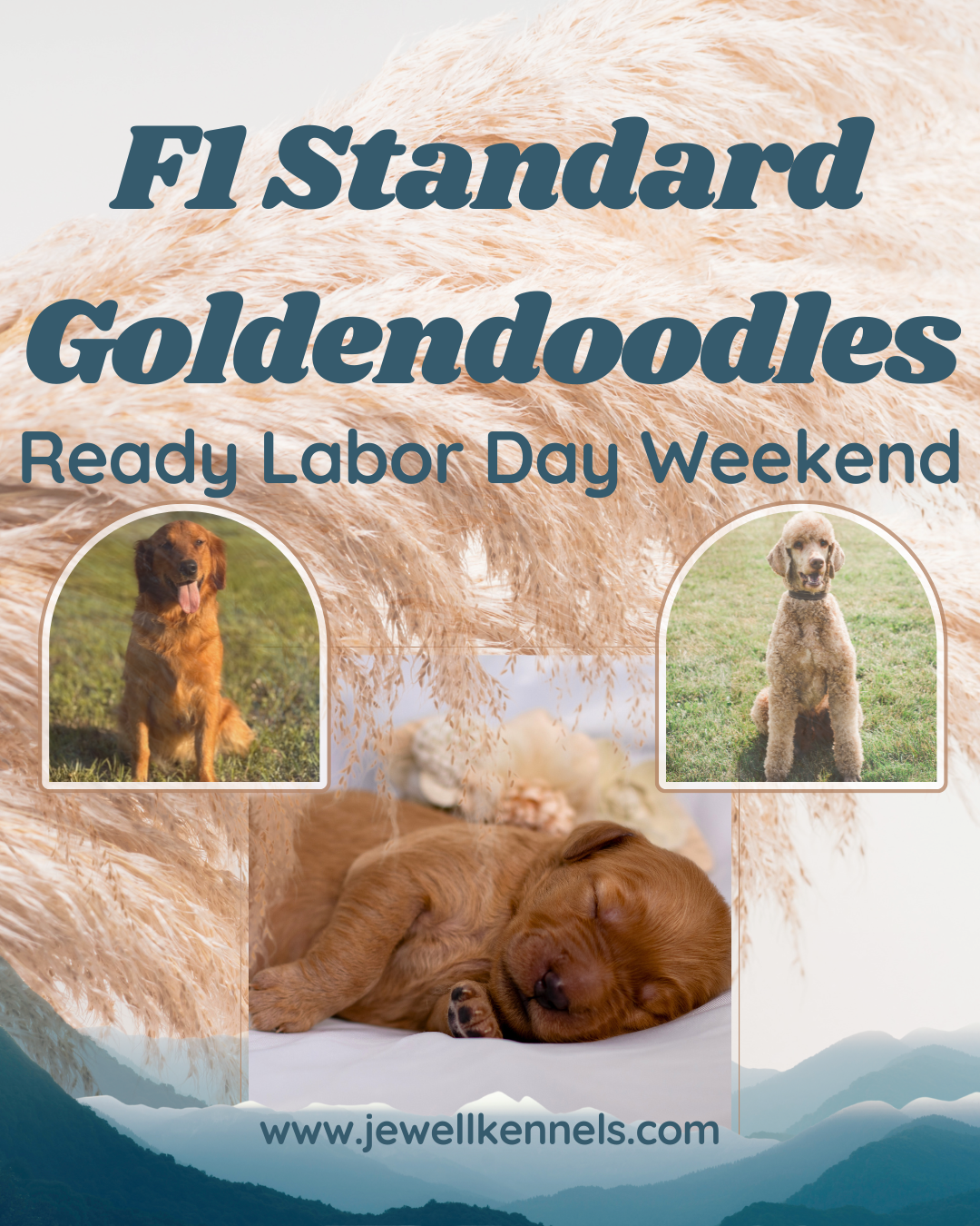 F1 Standard Goldendoodles.png
