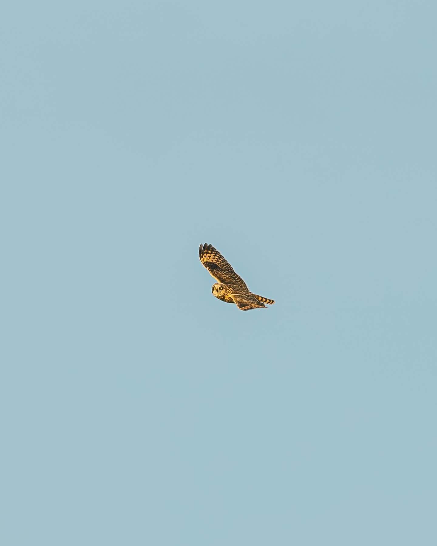 Spring has arrived on the Peninsula. Buds are blooming and this rare site of this short-eared owl is an exciting little preview before all the migratory birbs come this way 🥹