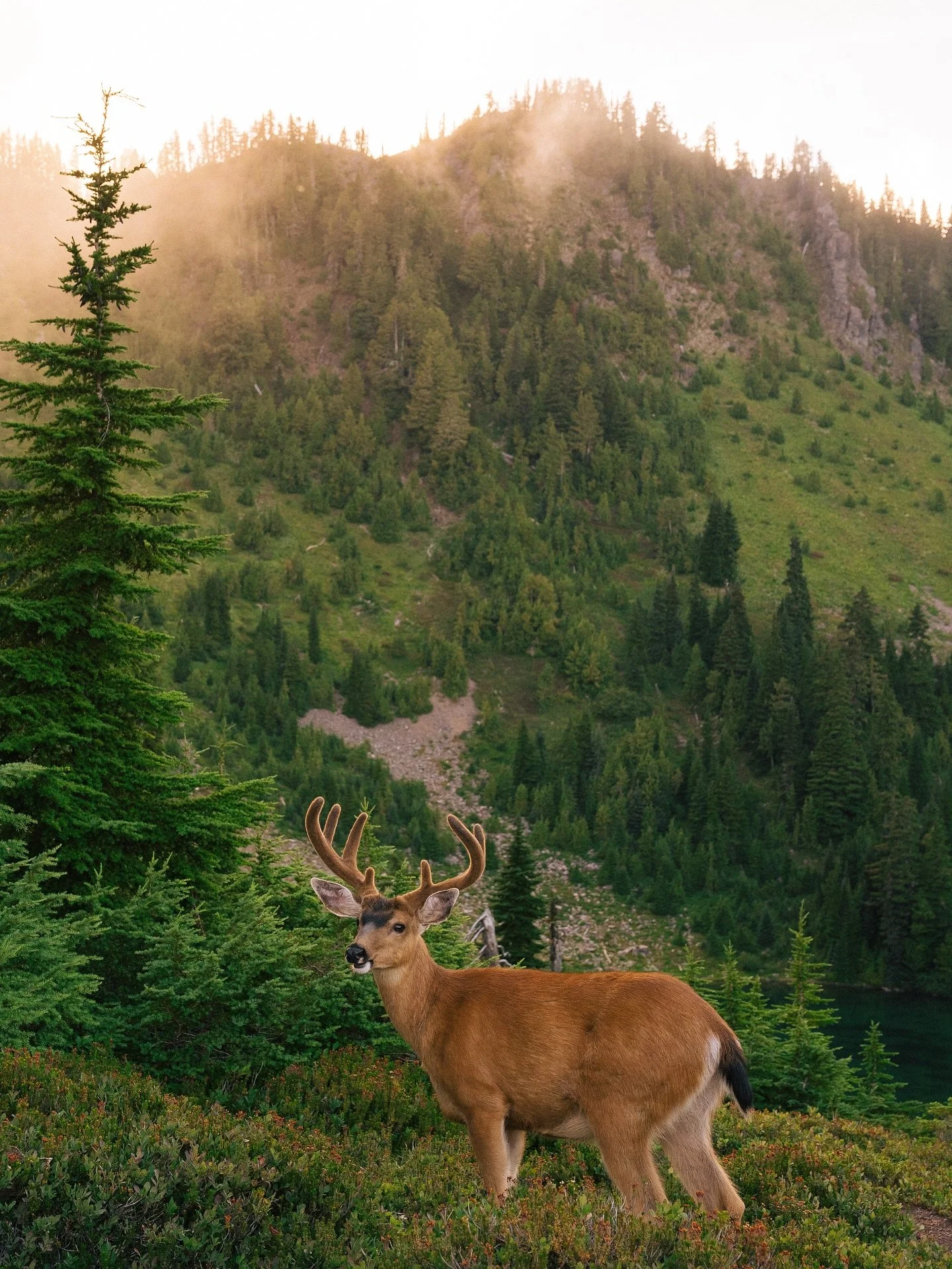 When we lived in Portland we&rsquo;d travel to Olympic for backpacking trips all the time, yet as we&rsquo;ve lived here, we&rsquo;ve rarely ventured within the area during the summer months.

This year, we decided to change that and made plans way b