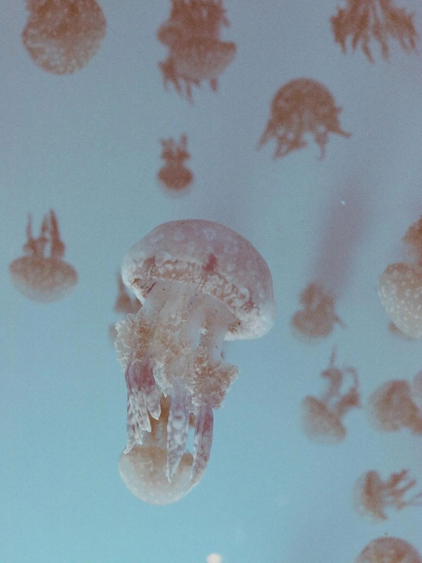 Some film from the past few months 🪼
#cinestill