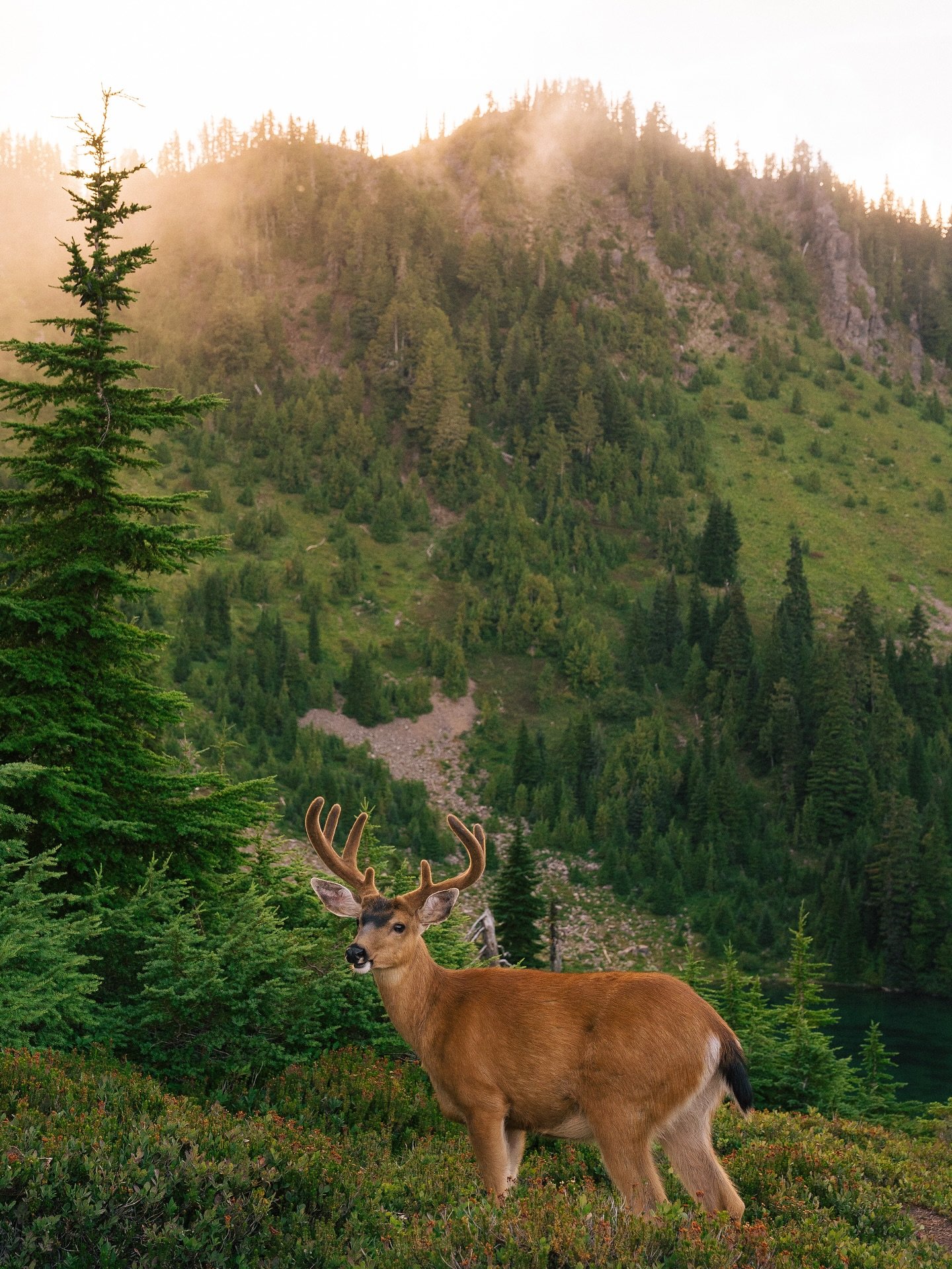 When we lived in Portland we&rsquo;d travel to Olympic for backpacking trips all the time, yet as we&rsquo;ve lived here, we&rsquo;ve rarely ventured within the area during the summer months.

This year, we decided to change that and made plans way b