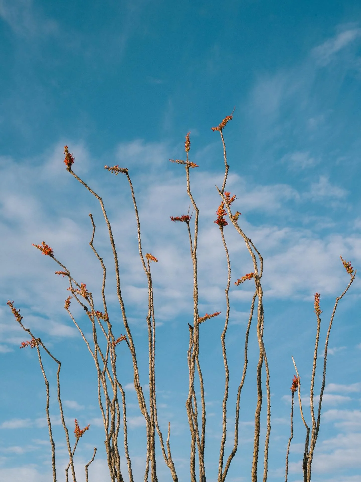 Scenes from Terlingua/Big Bend

Still in complete awe of this area. Many more to come 🏜️

#terlingua #bigbend #bigbendnationalpark