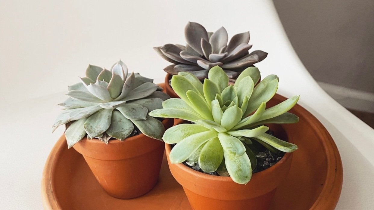 3 Green Succulents