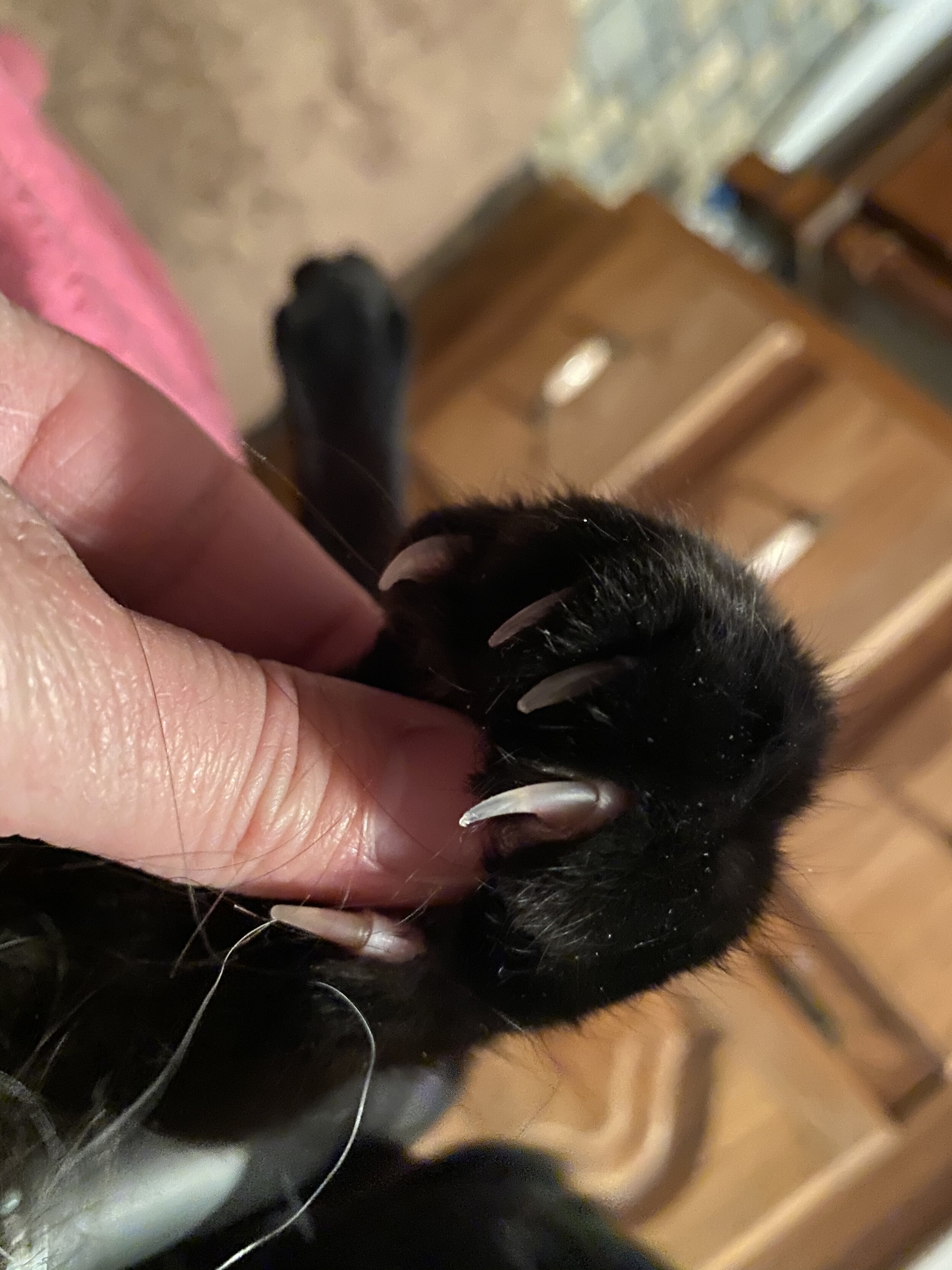 Why Cats Should Not be Declawed — The Cat Lick