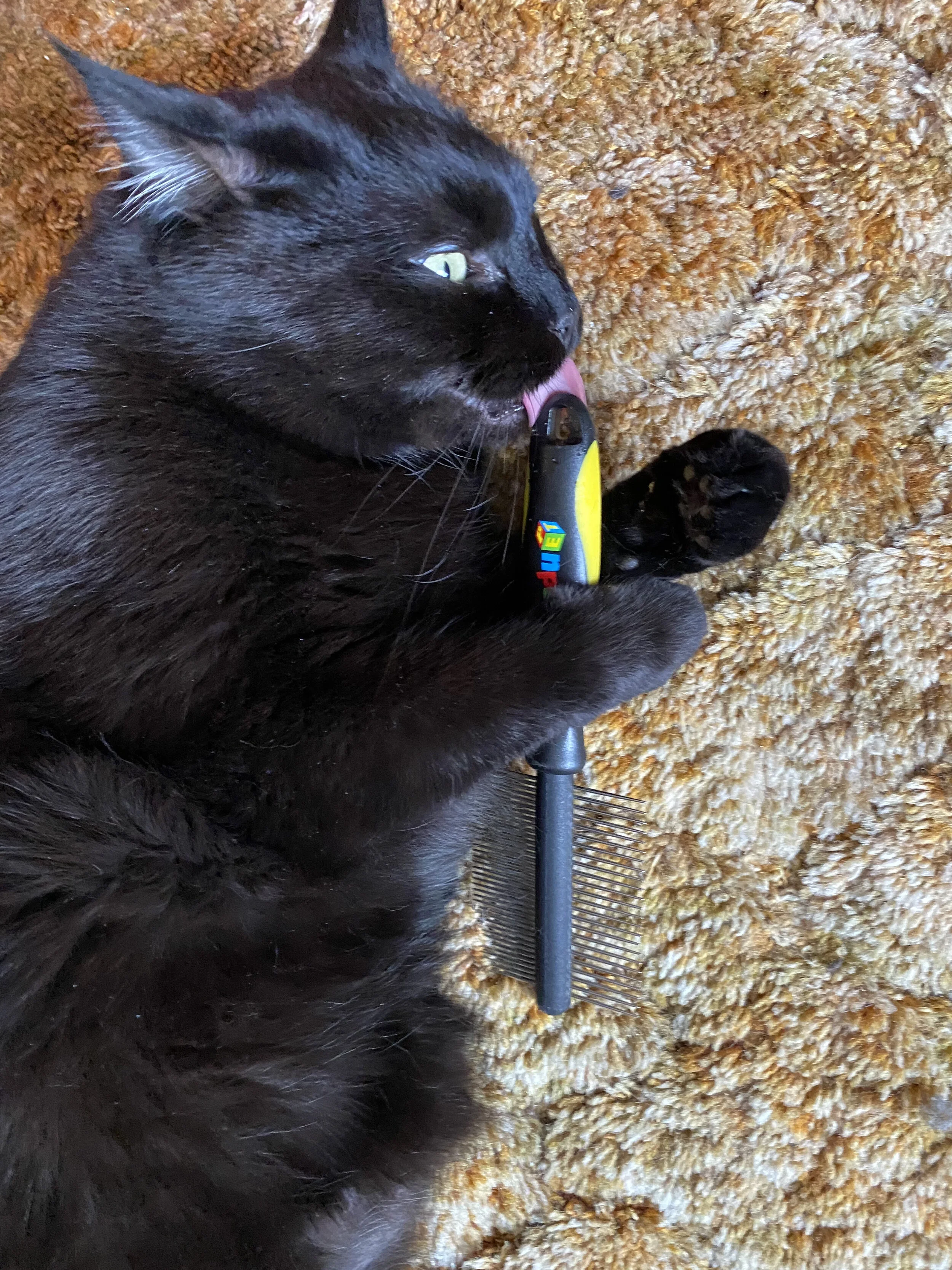 Brushes — The Cat Lick