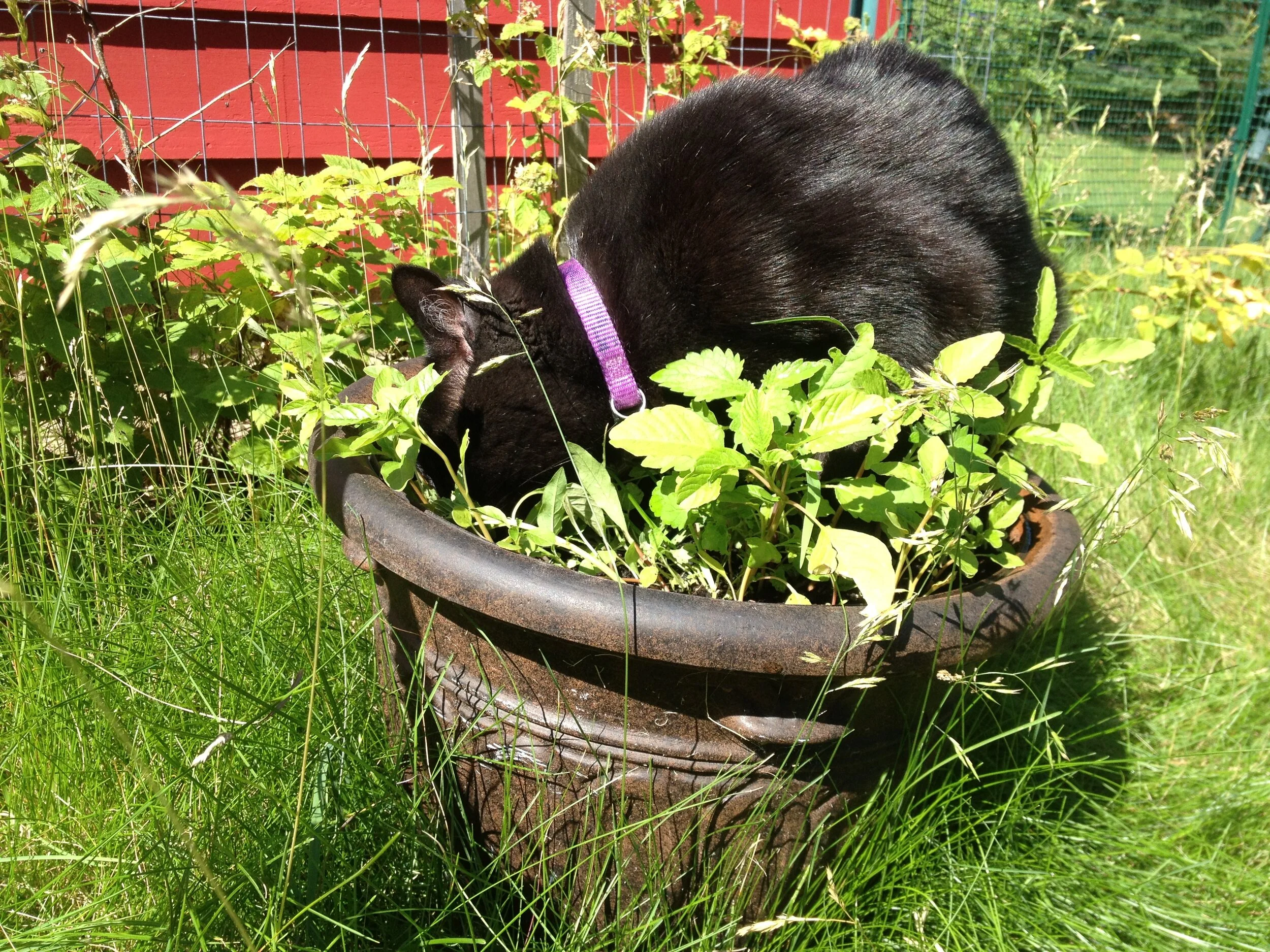 Catnip — The Cat Lick