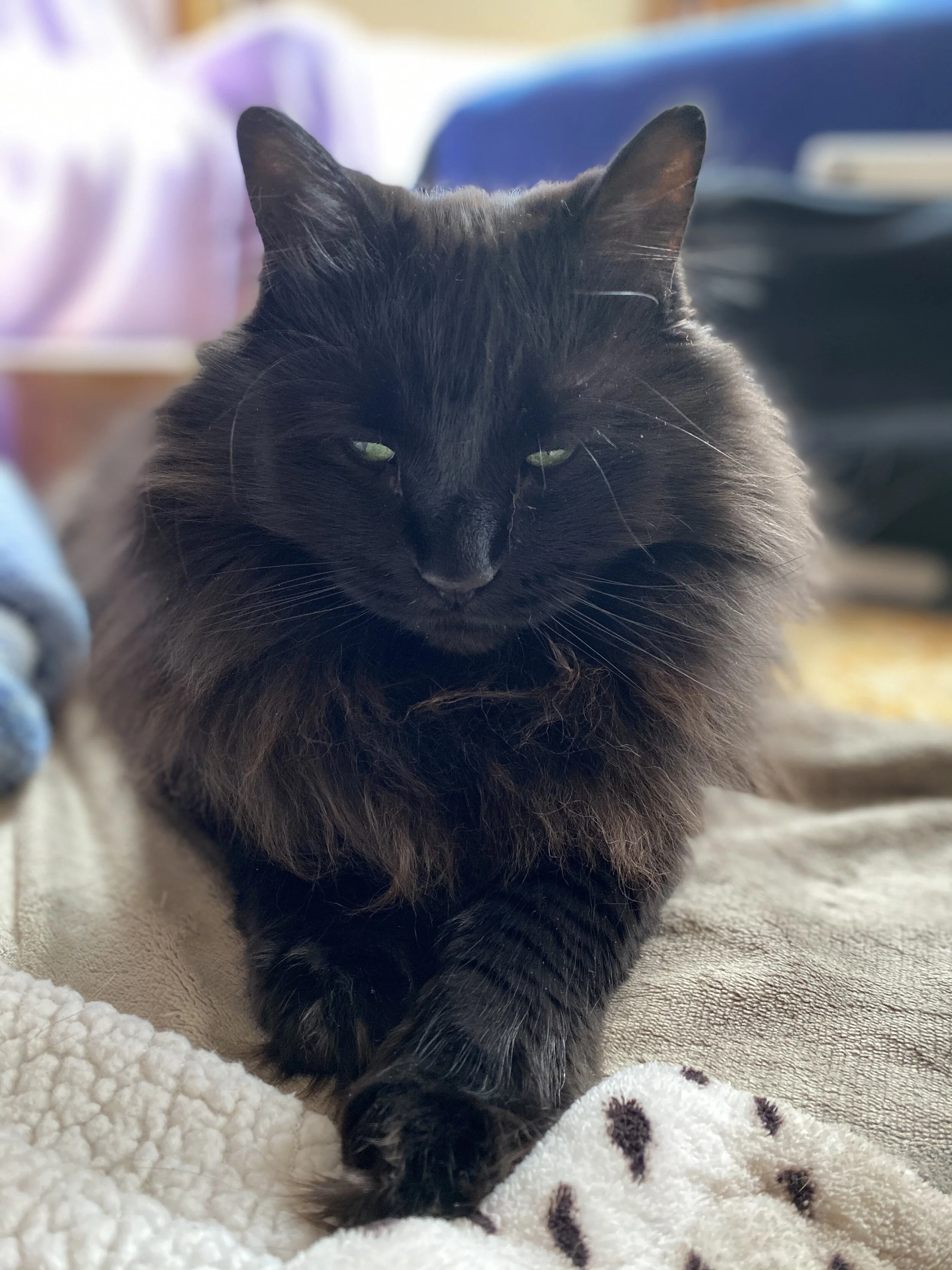 Should I Cut my Cat's Fur — The Cat Lick